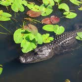 Review photo of Flamingo Campground — Everglades National Park by Anjuli W., May 31, 2017