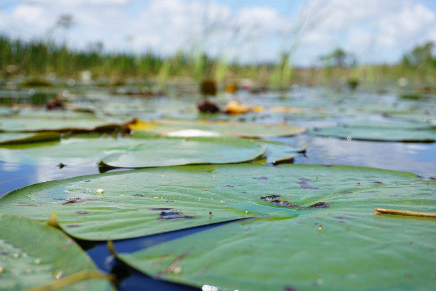 Camper-submitted photo at Savannas Recreational Park near Jensen Beach, FL