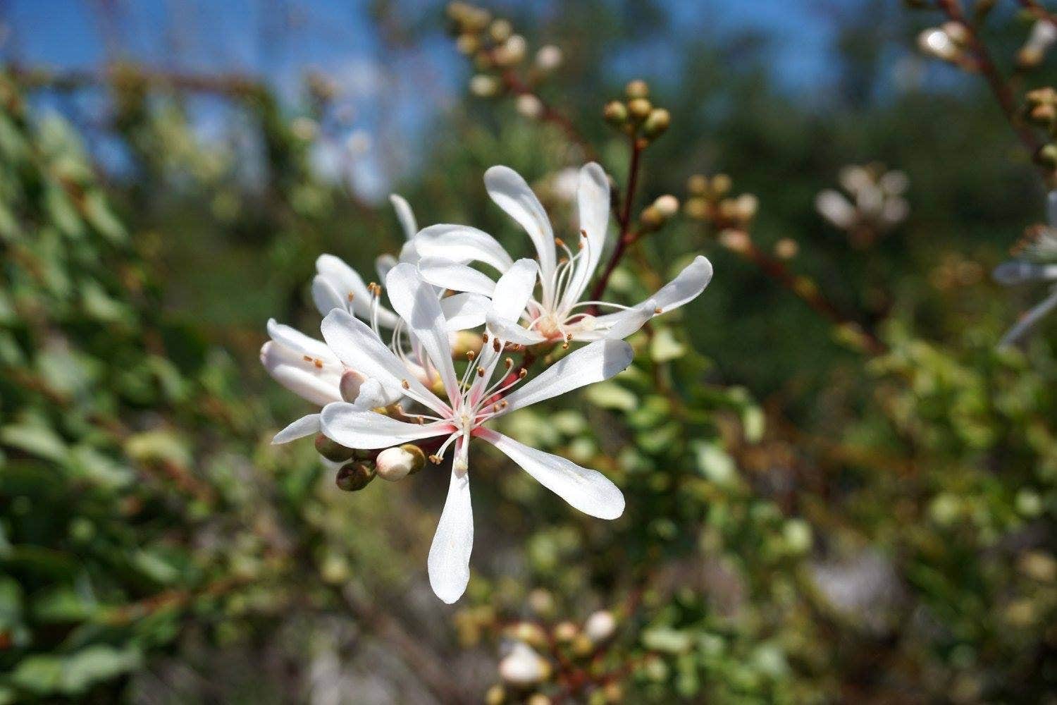 Camper-submitted photo at Savannas Recreational Park near Jensen Beach, FL