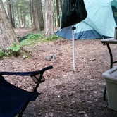 Review photo of Watkins Glen State Park Campground by Chris D., May 10, 2017