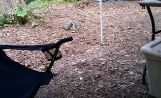 Chris D.'s photo at Watkins Glen State Park Campground near Horseheads, NY