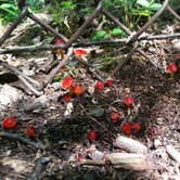 Review photo of Watkins Glen State Park Campground by Chris D., May 10, 2017