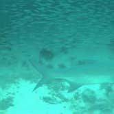 Review photo of John Pennekamp Coral Reef State Park Campground by Elliott B., June 1, 2017