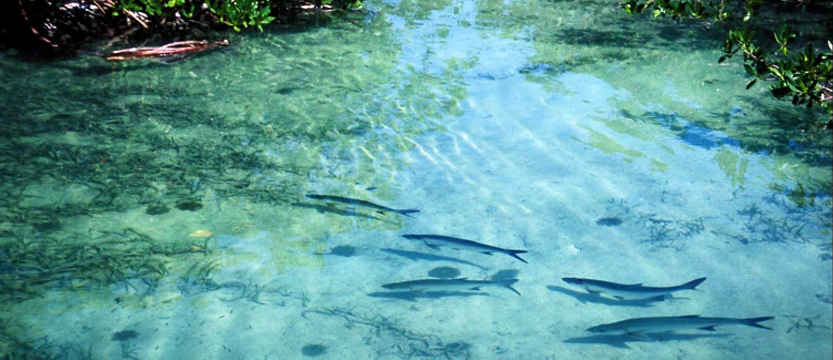 John Pennekamp Coral Reef State Park Campground