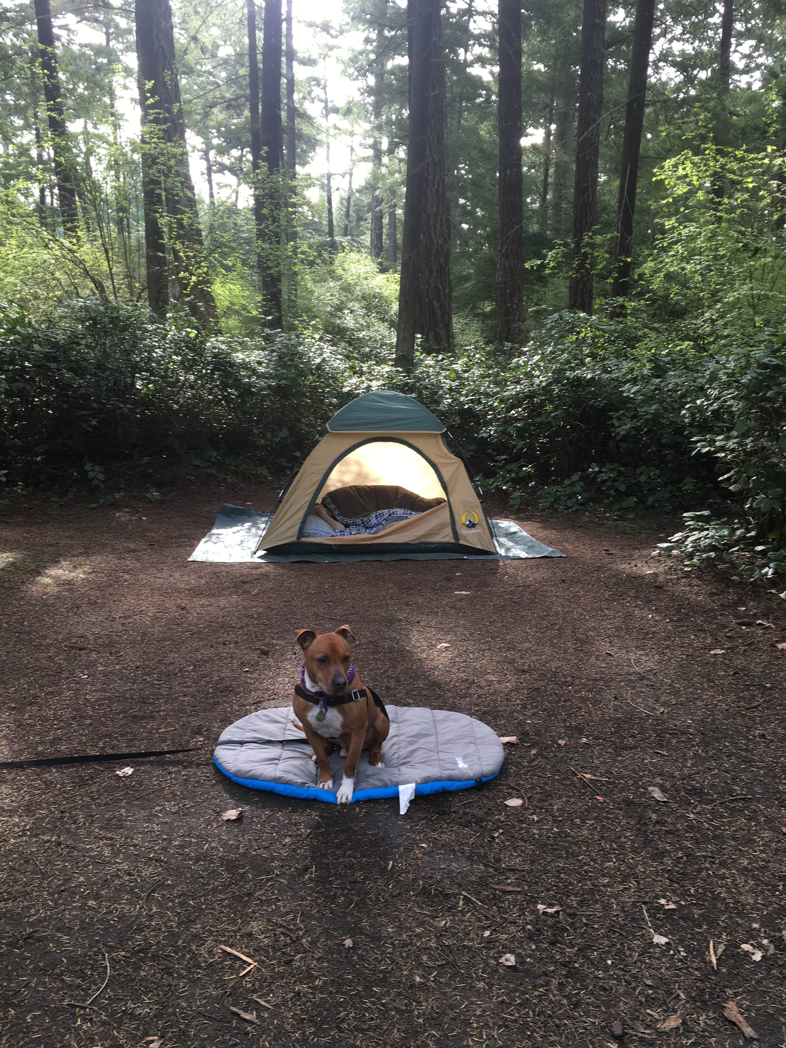 Camper submitted image from Fort Ebey State Park Campground - 3