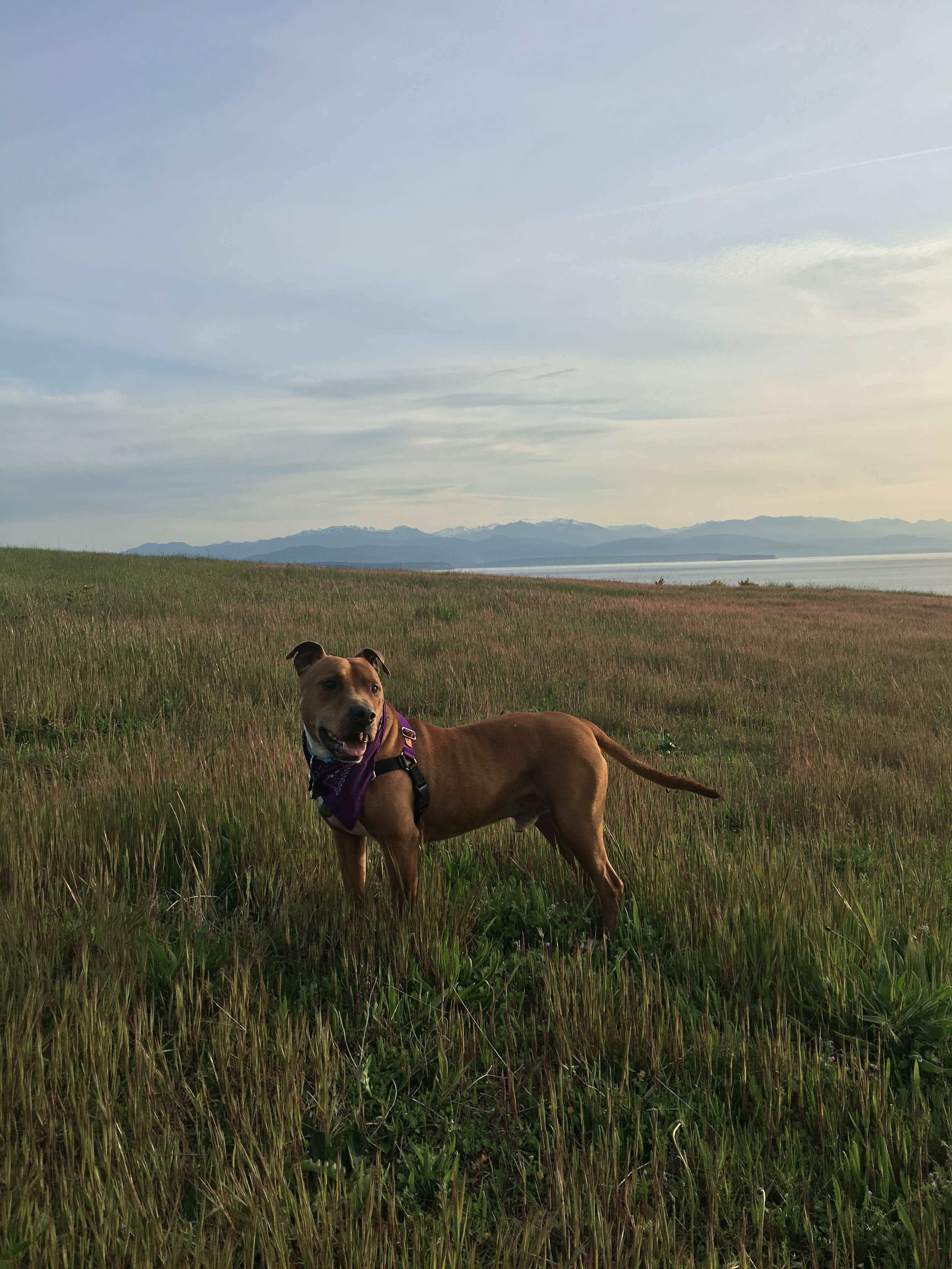 Erin S.'s photo of camping with pets at Fort Ebey State Park Campground near Keystone Harbor