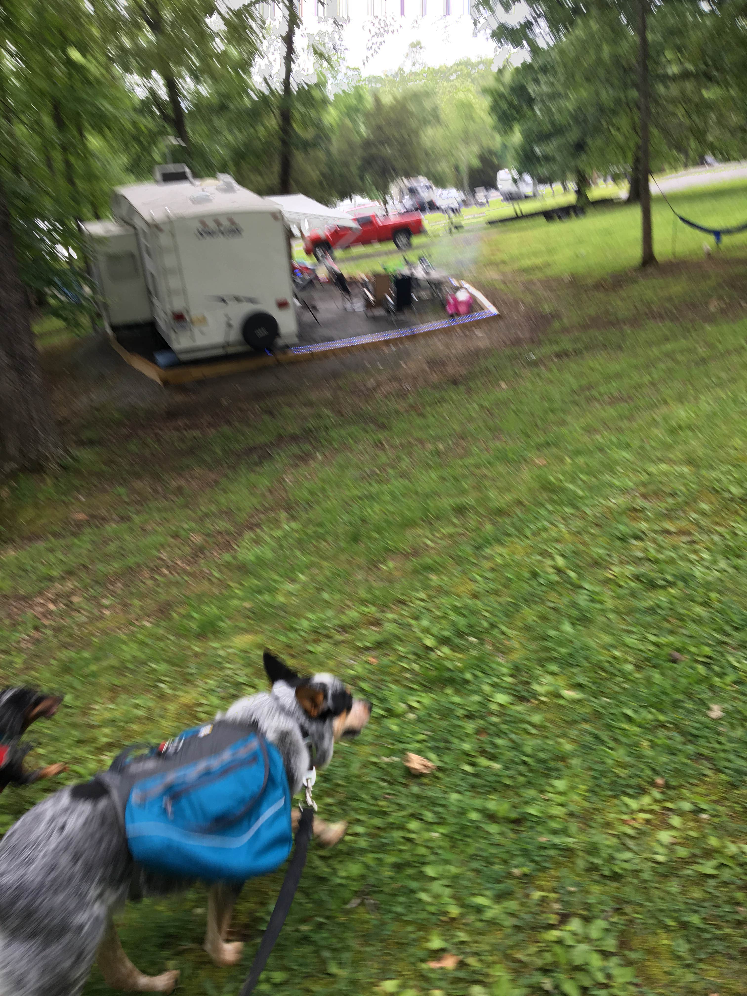 Shelly S.'s photo of camping with pets at Hillman Ferry Campground near Madisonville, KY