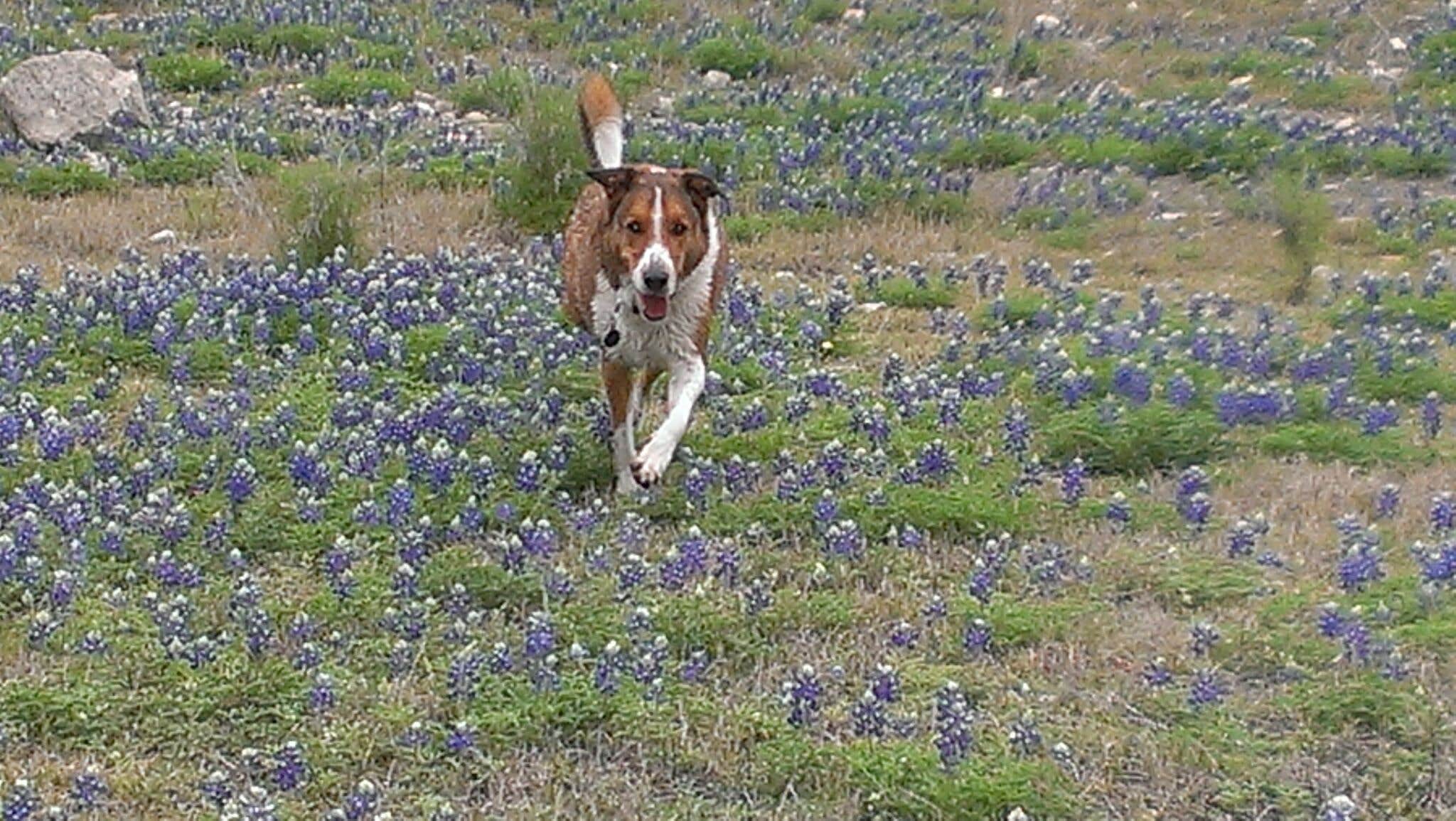 Jennifer J.'s photo of camping with pets at Grelle - Lake Travis near Marble Falls, TX