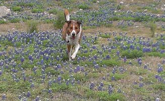 Jennifer J.'s photo of camping with pets at Grelle - Lake Travis near Kingsland, TX