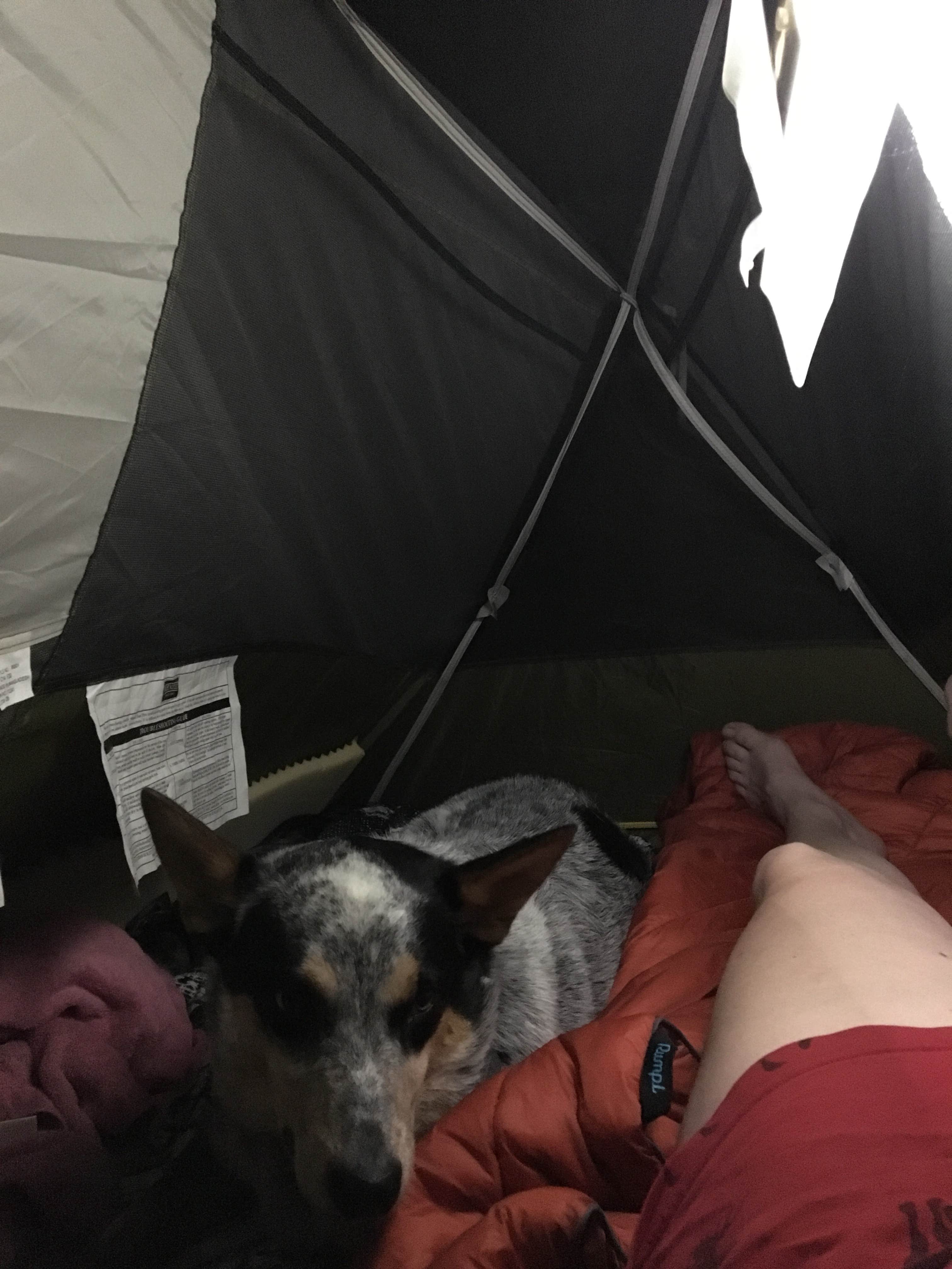 Camper submitted image from Pisgah Bay - DFWR - 3