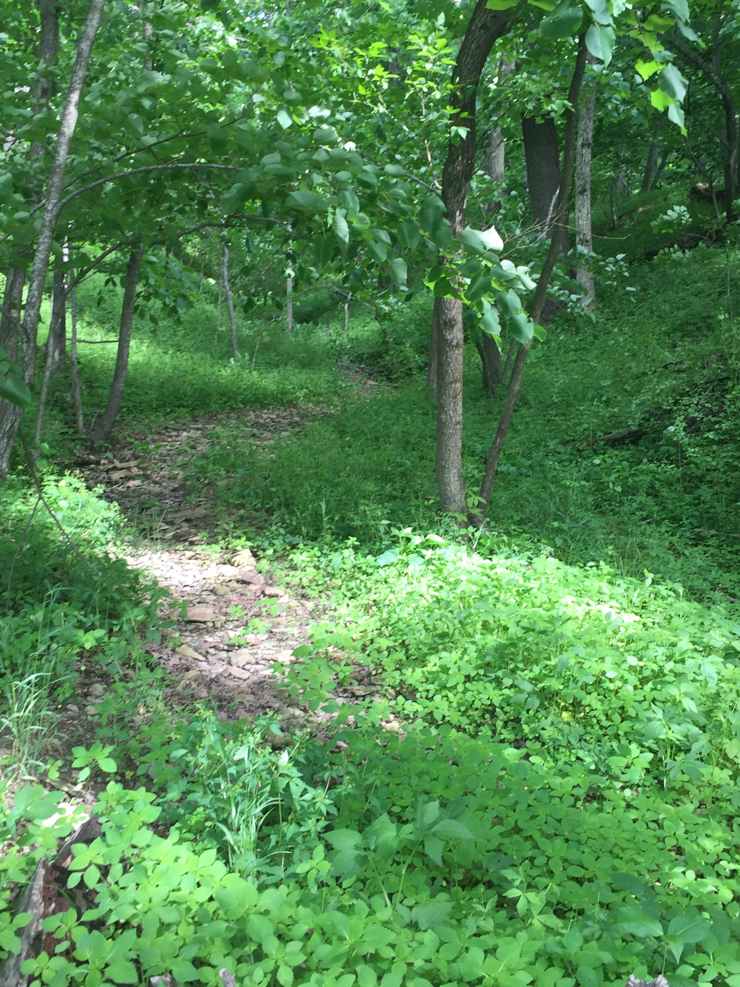 Camper submitted image from Wallace State Park Campground - 2