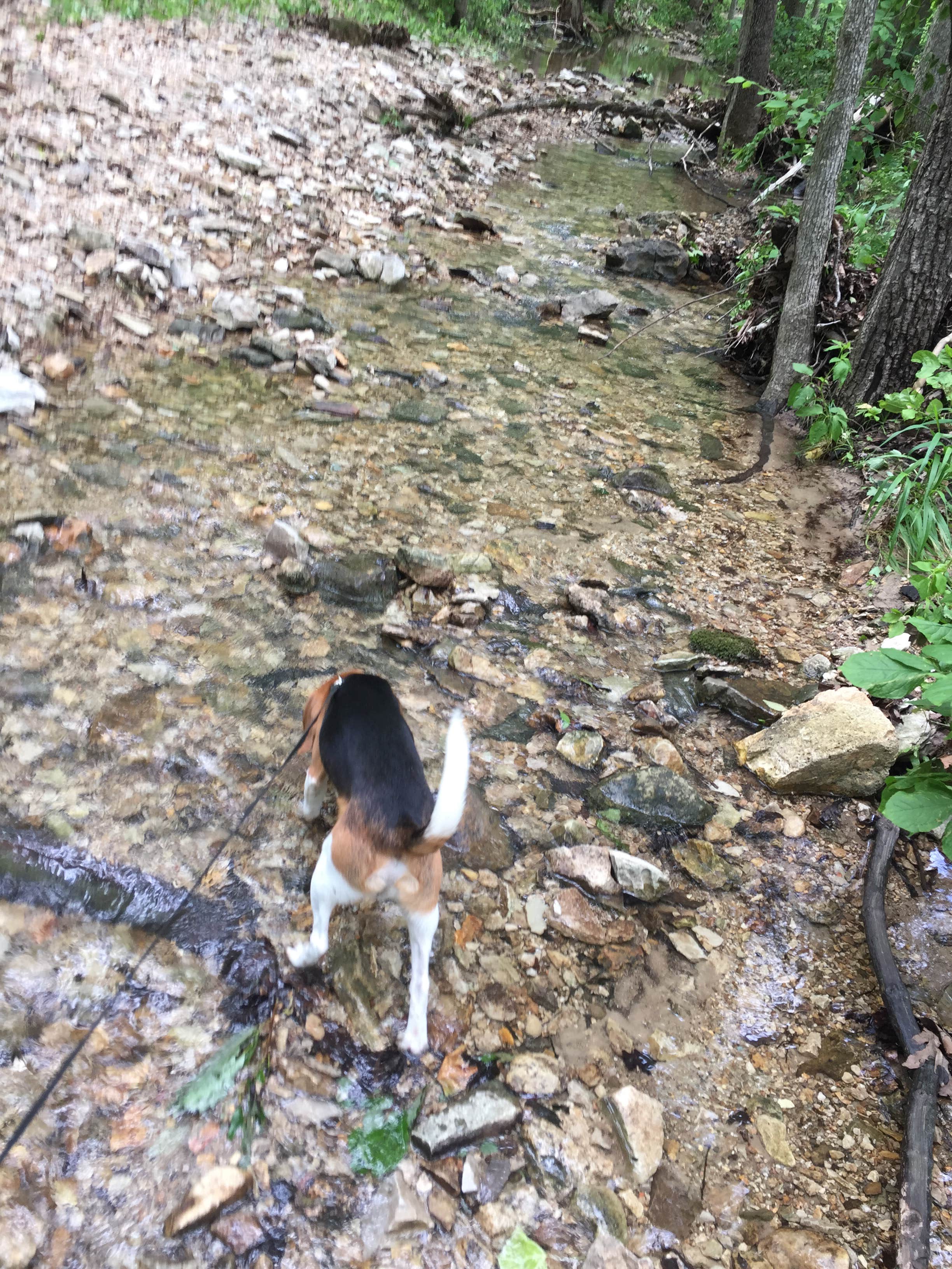 Chad K.'s photo of camping with pets at Graham Cave State Park Campground near Mexico, MO