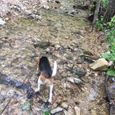 Review photo of Graham Cave State Park Campground by Chad K., June 1, 2017