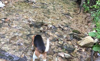 Chad K.'s photo of camping with pets at Graham Cave State Park Campground near Mexico, MO