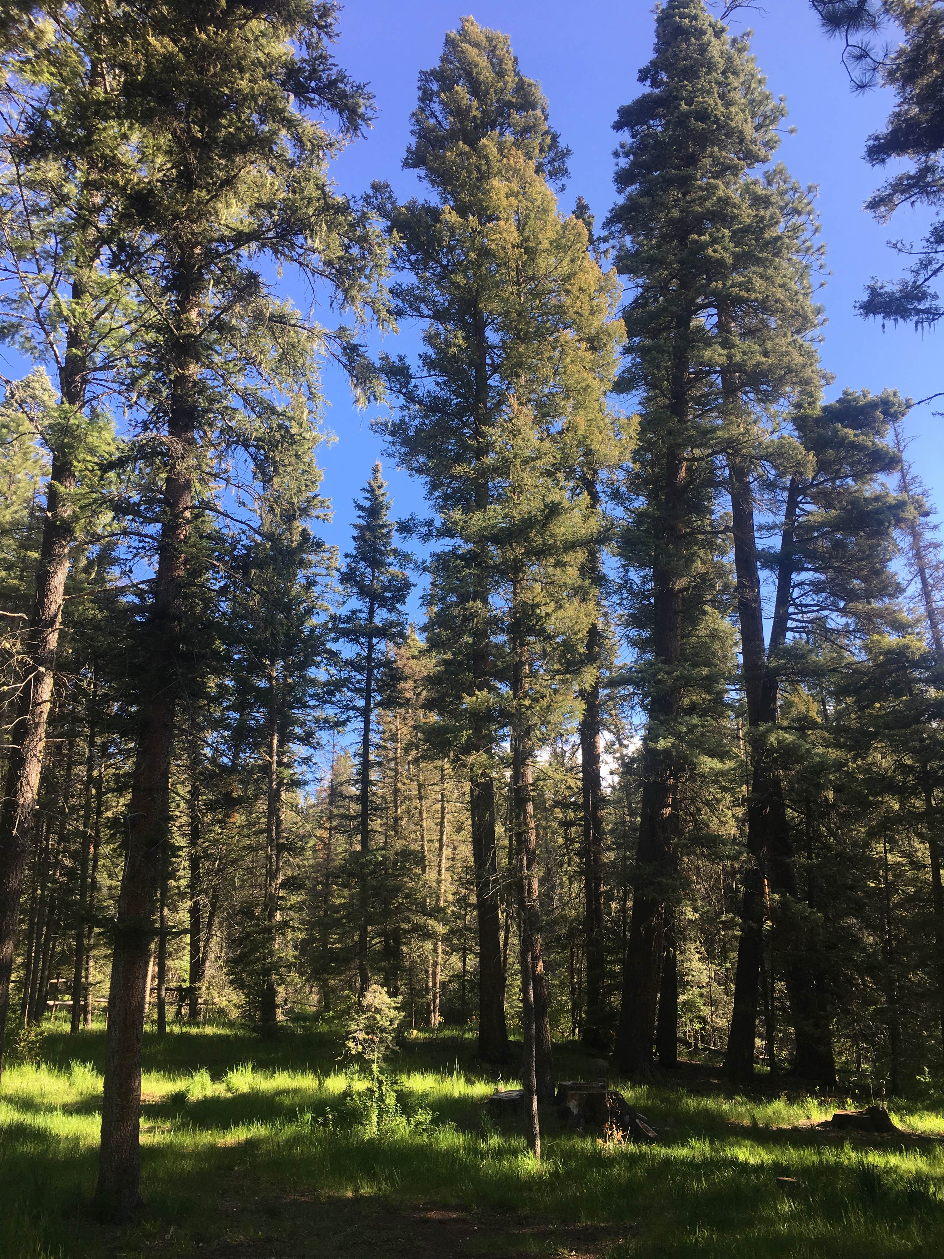 Camper submitted image from Clear Creek Campground (Nm) — Santa Fe National Forest - 2