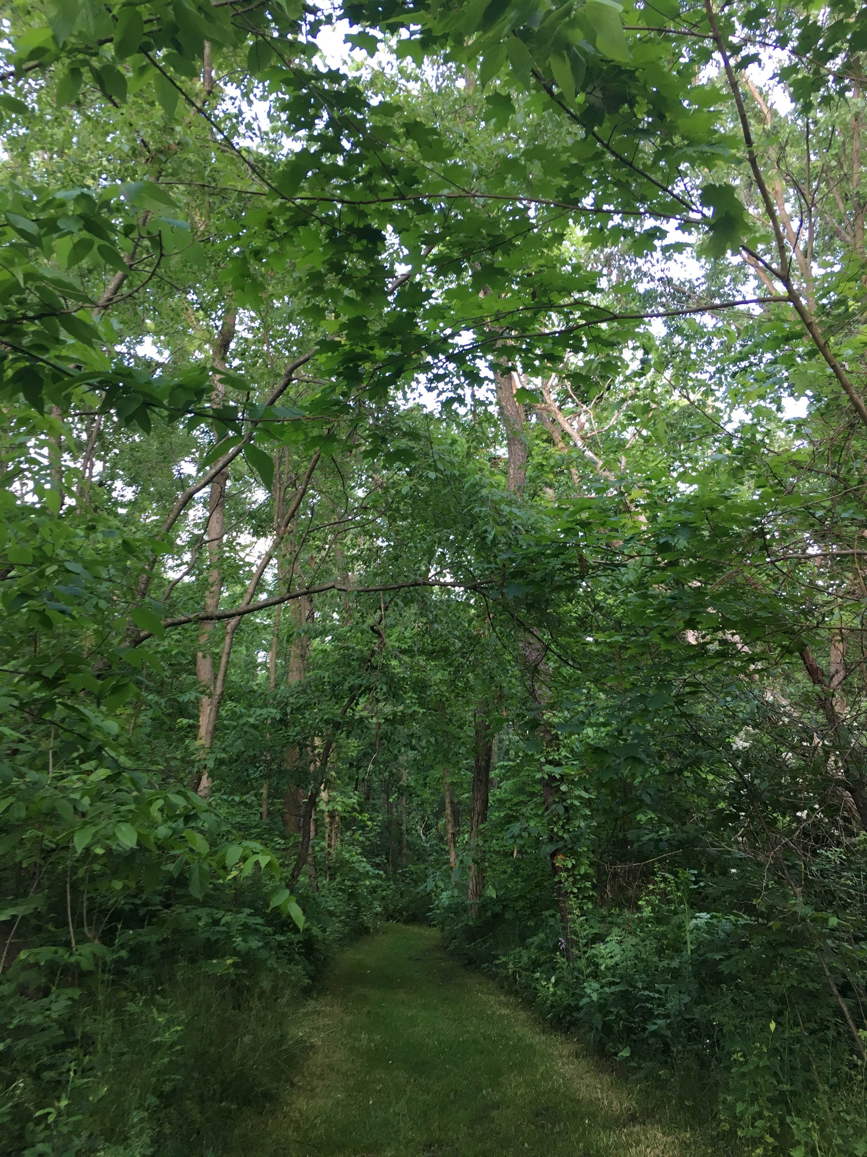Camper submitted image from Hidden Hollow Campground — Fernwood State Forest - 2