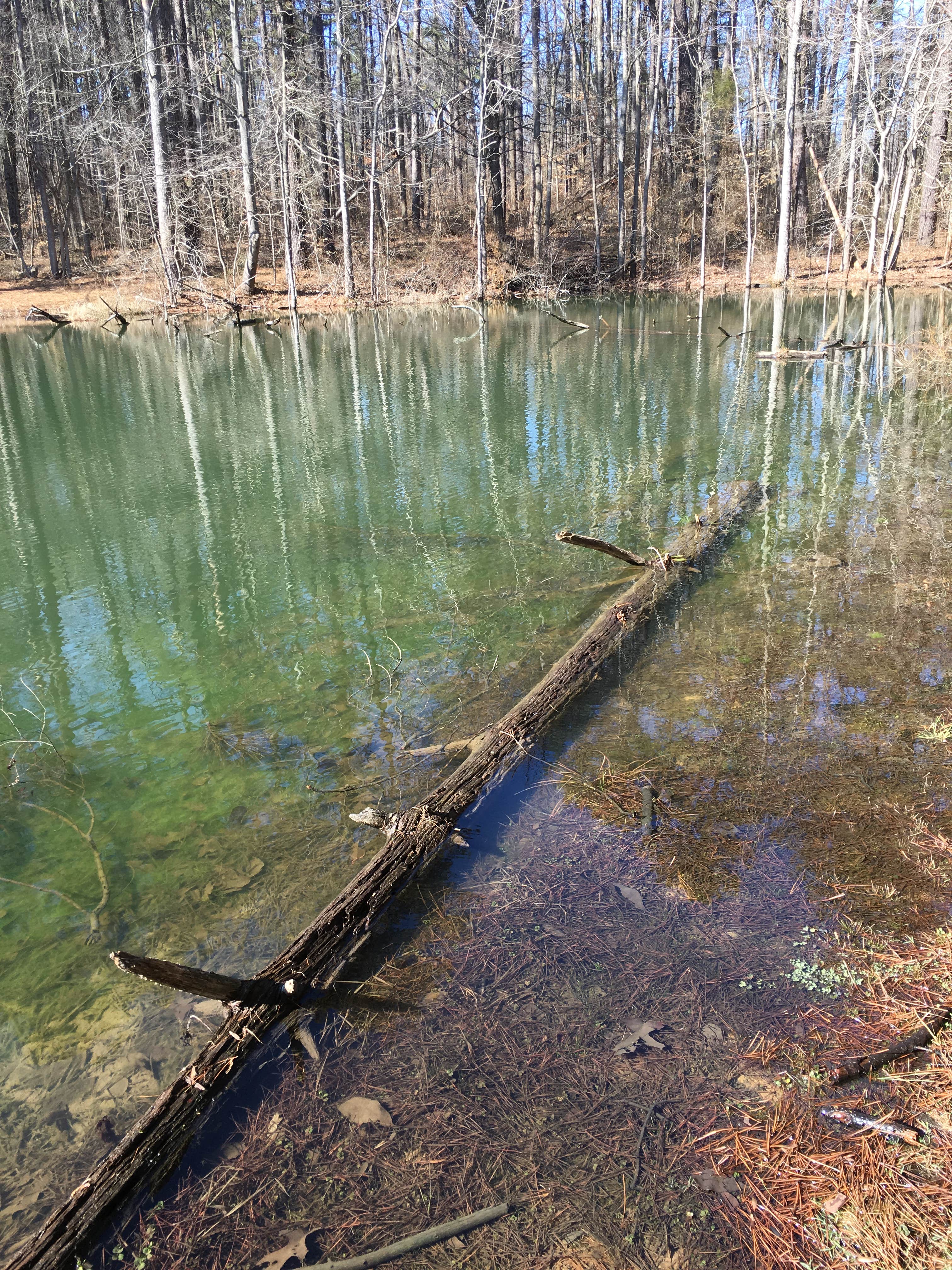 Camper submitted image from Martin State Forest - 5