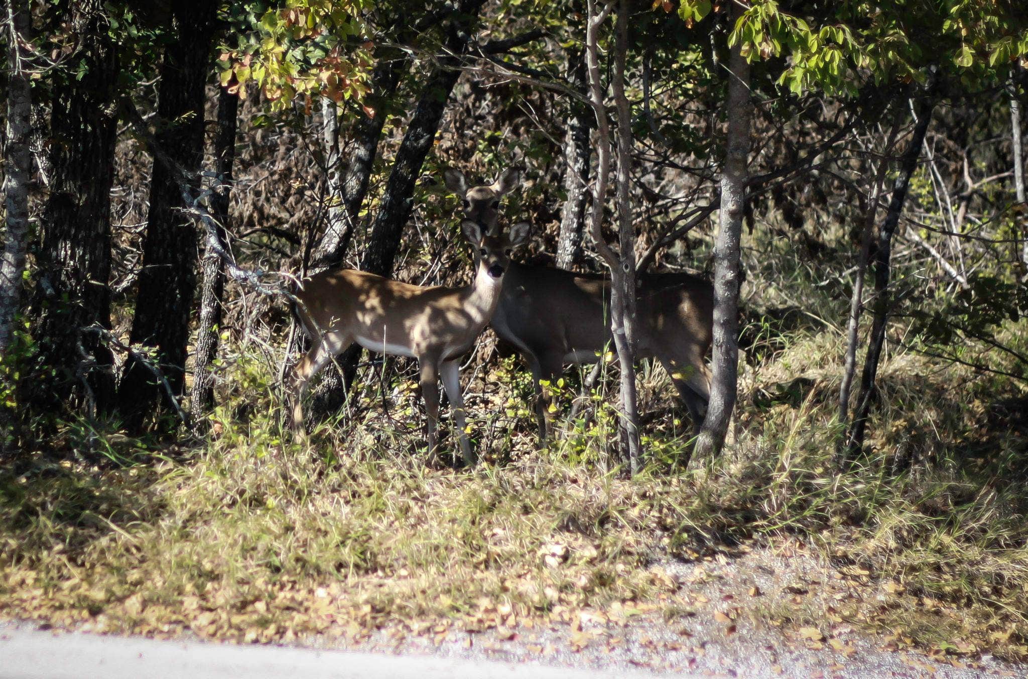 Amy J.'s photo of camping with pets at Screened Shelters — Lake Mineral Wells State Park near Newark, TX