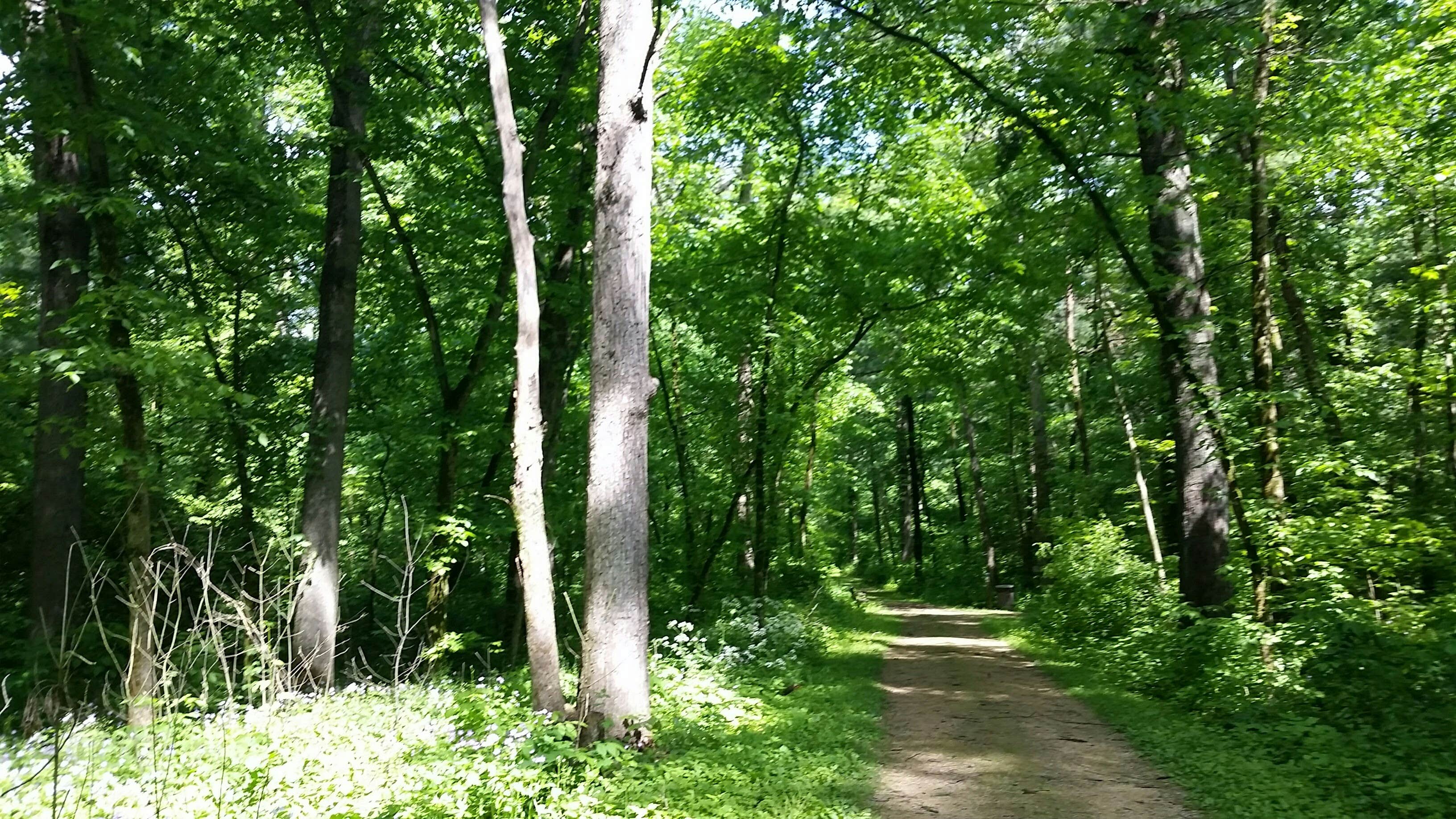 Camper submitted image from White Pines Forest State Park Campground - 2