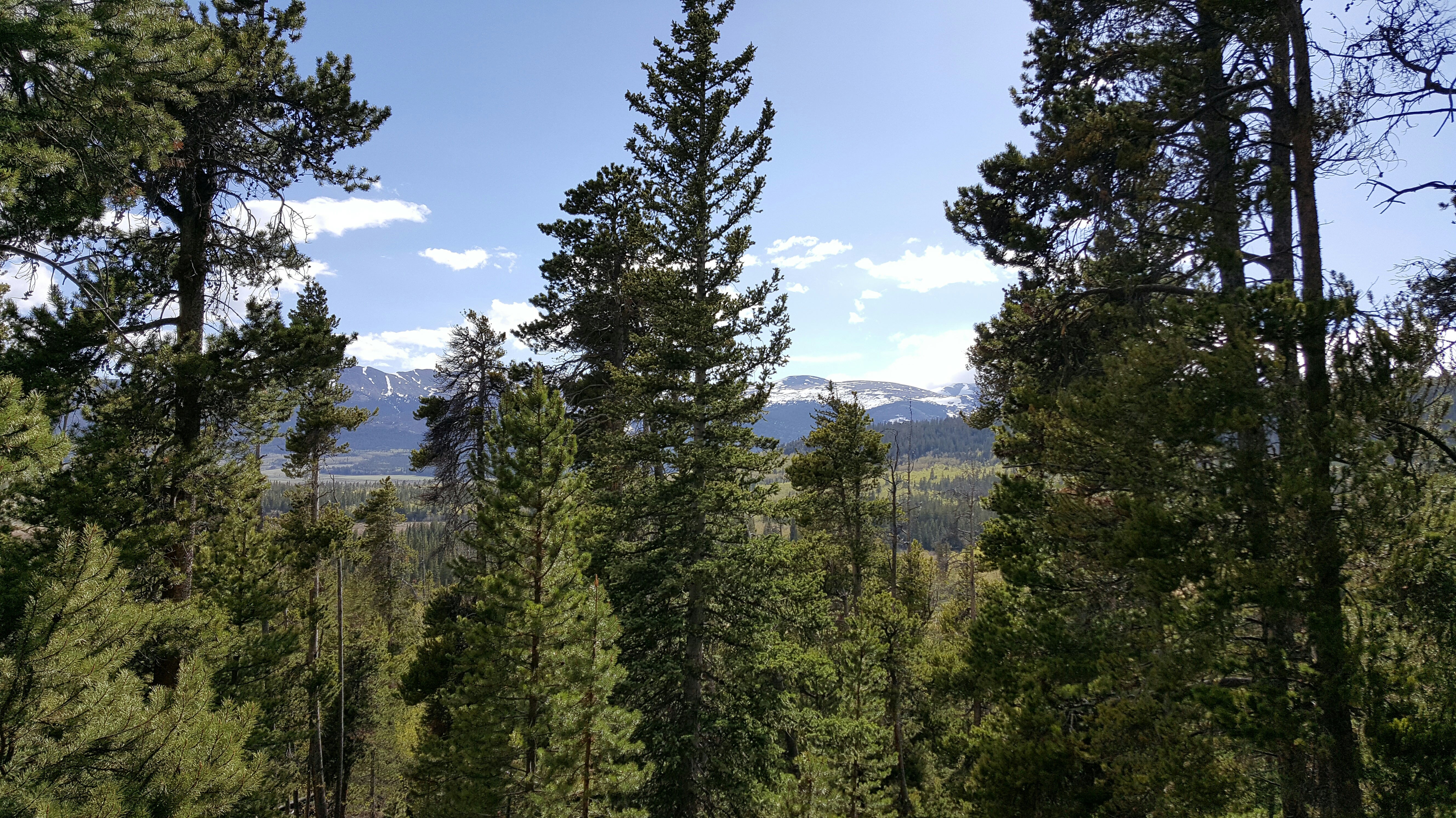 A view from a hike on an old forest service road.