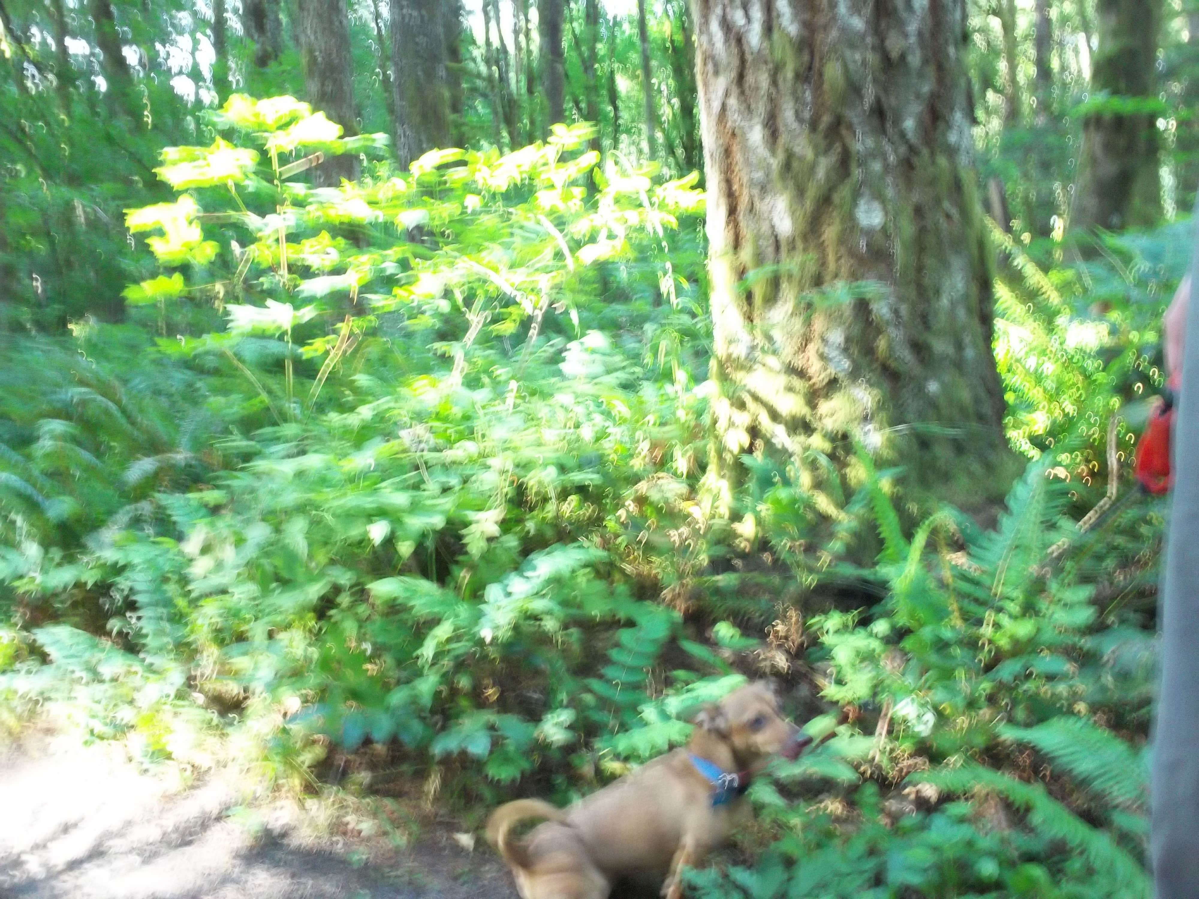 Cyndi A.'s photo of camping with pets at Dairy Creek West — L.L. Stub Stewart Memorial State Park near Tigard, OR