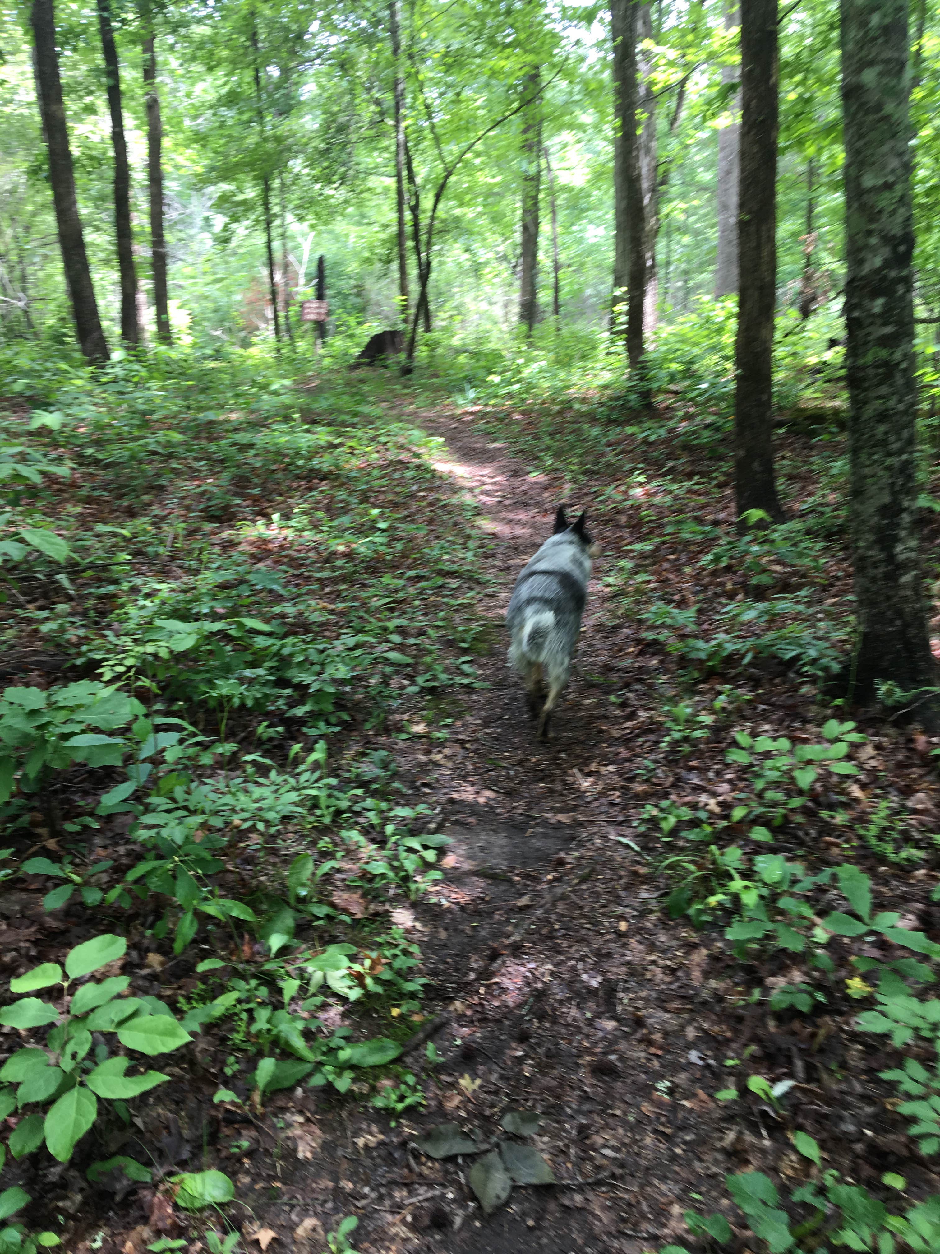Camper submitted image from Pocket Campground — Chattahoochee Oconee National Forest - 2