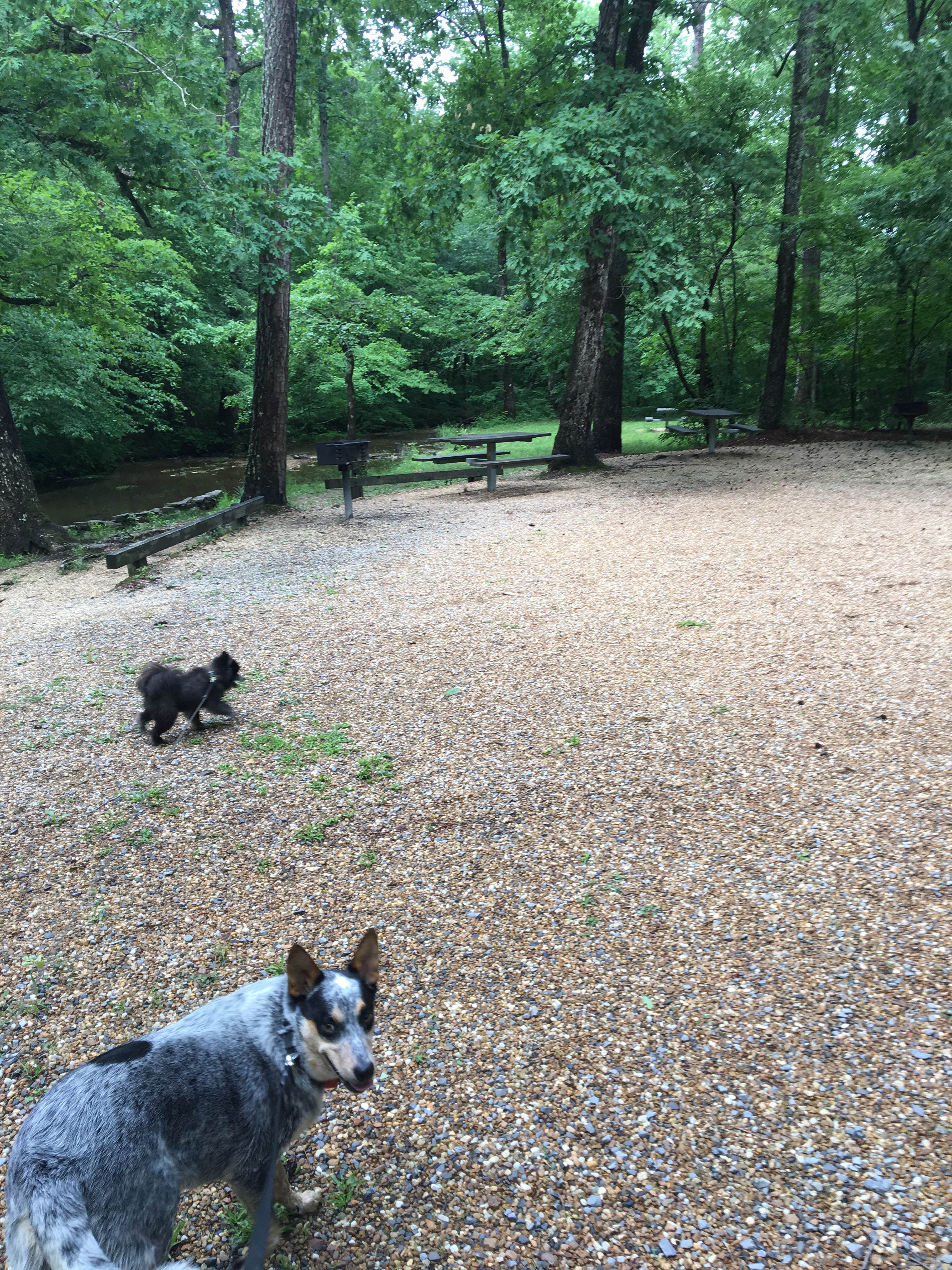 Shelly S.'s photo of camping with pets at Pocket Campground — Chattahoochee Oconee National Forest near Ringgold, GA