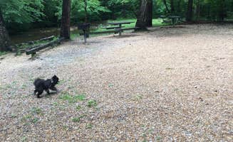 Shelly S.'s photo of camping with pets at Pocket Campground — Chattahoochee Oconee National Forest near Resaca, GA