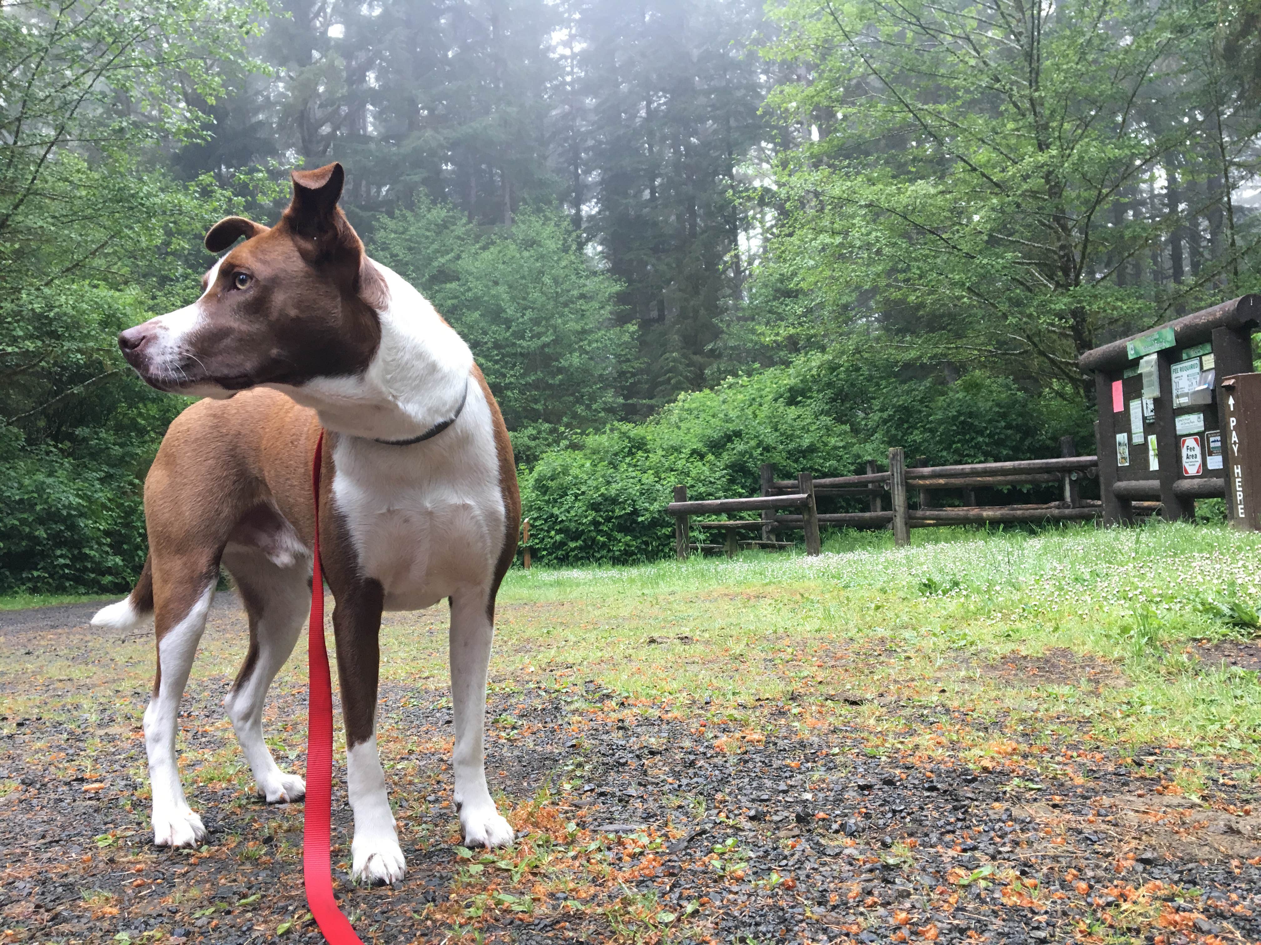 Crooked 2025 creek basenjis