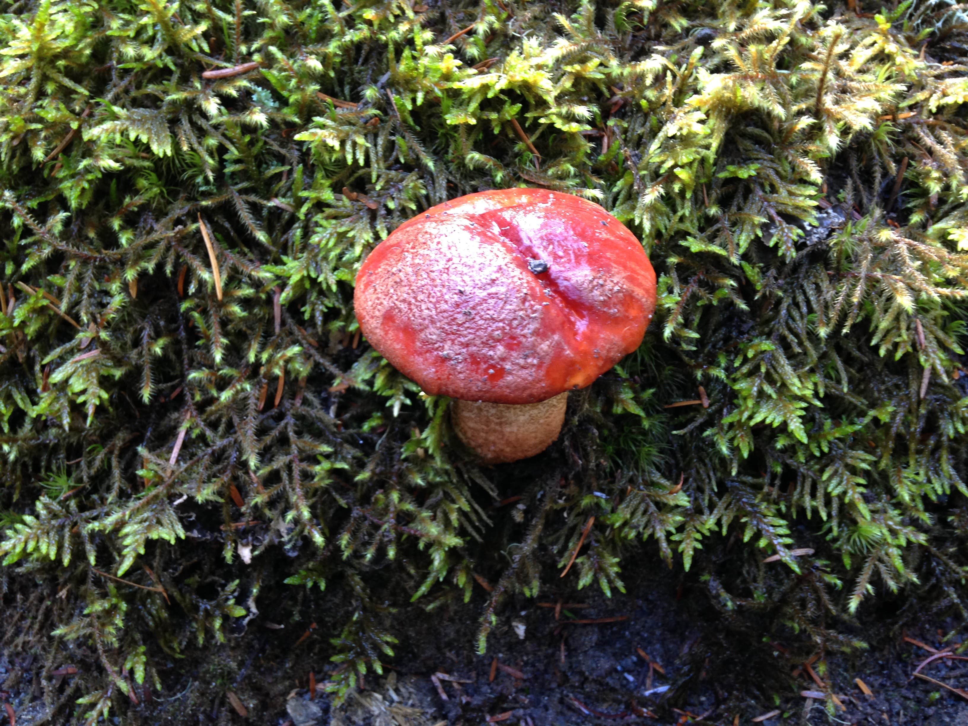 Camper-submitted photo at Kalama Horse Camp Campground near Cougar, WA