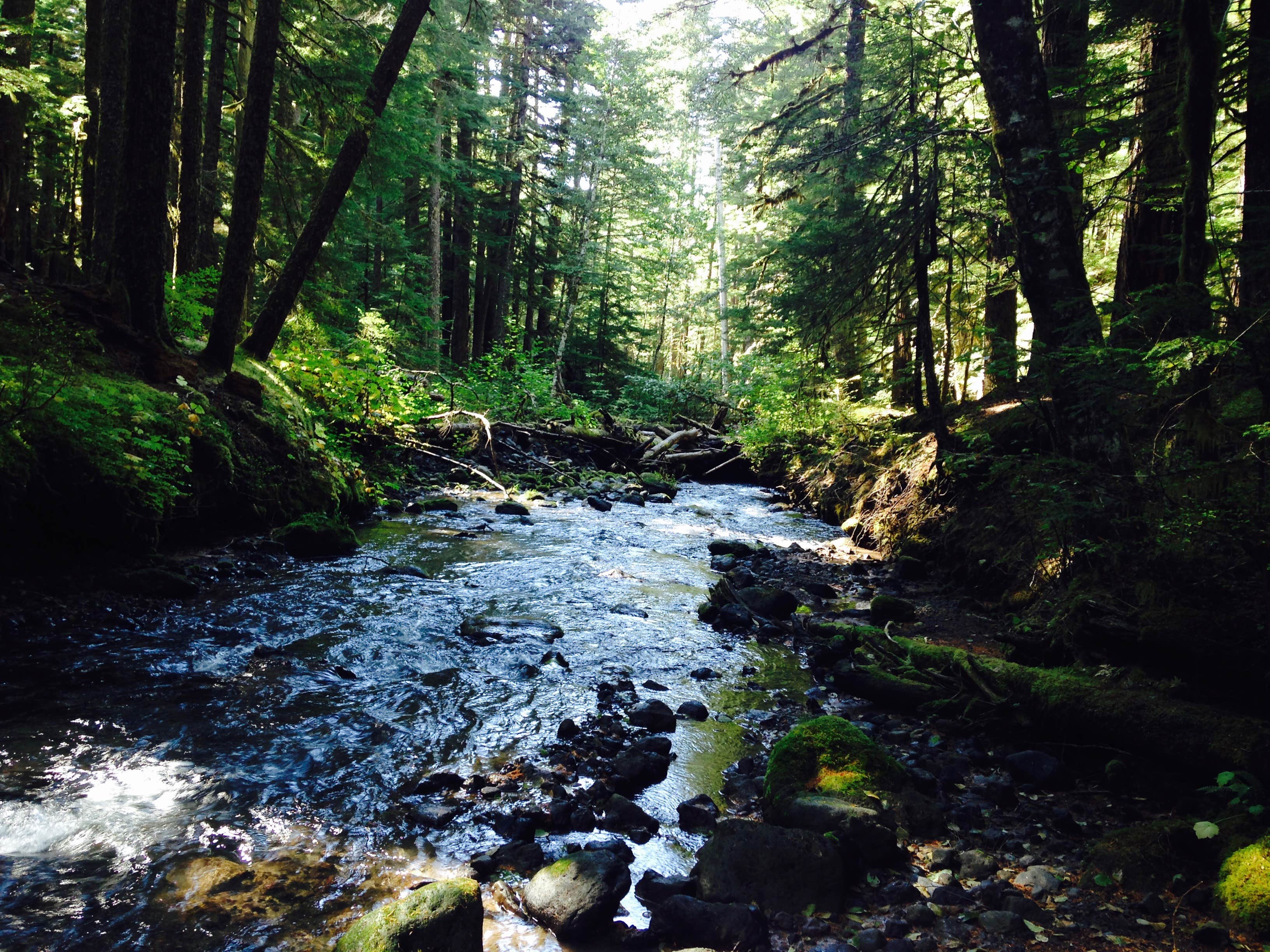 Camper-submitted photo at Kalama Horse Camp Campground near Cougar, WA