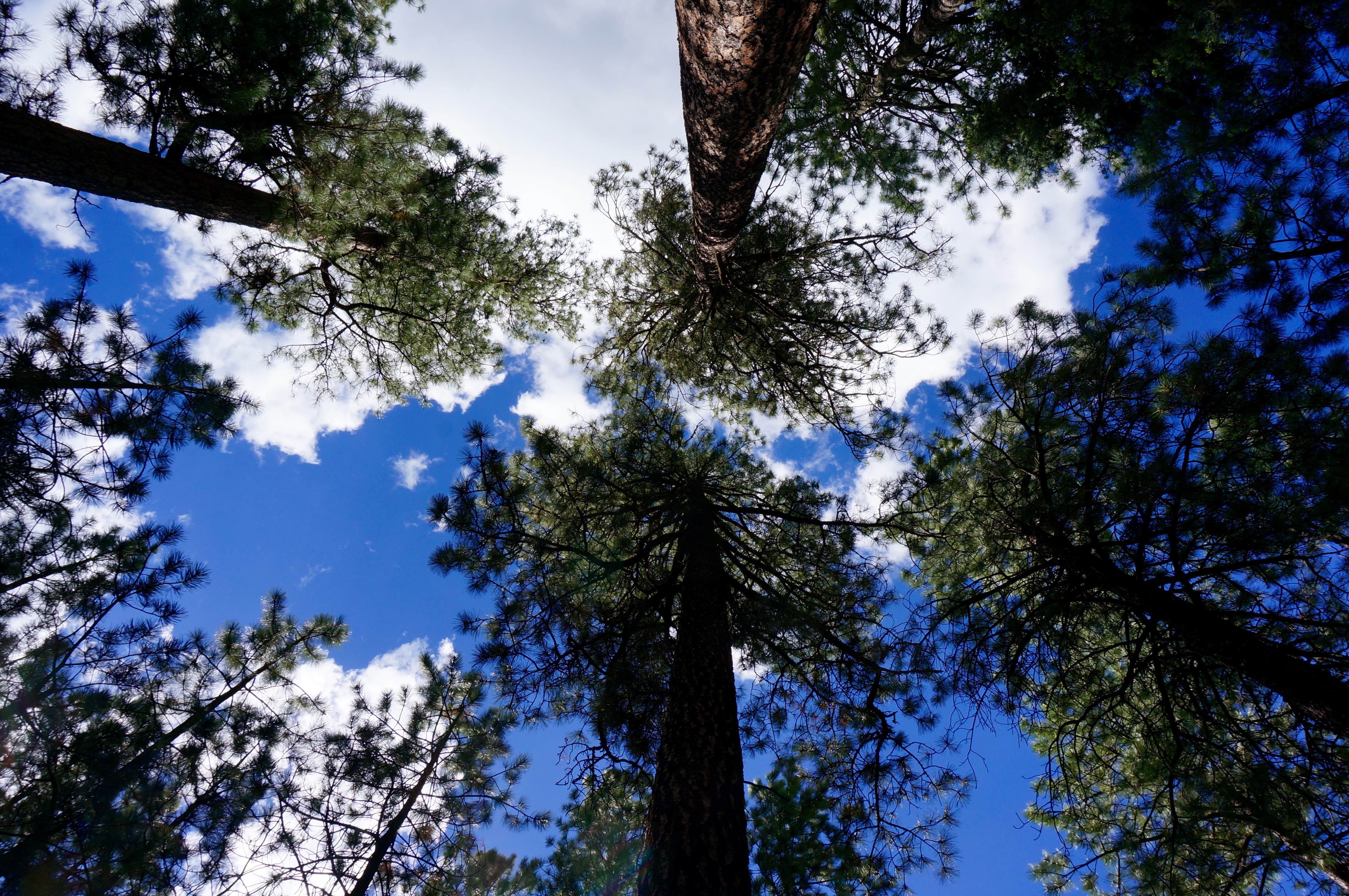 Camper-submitted photo at Redondo Campground near Jemez Springs, NM