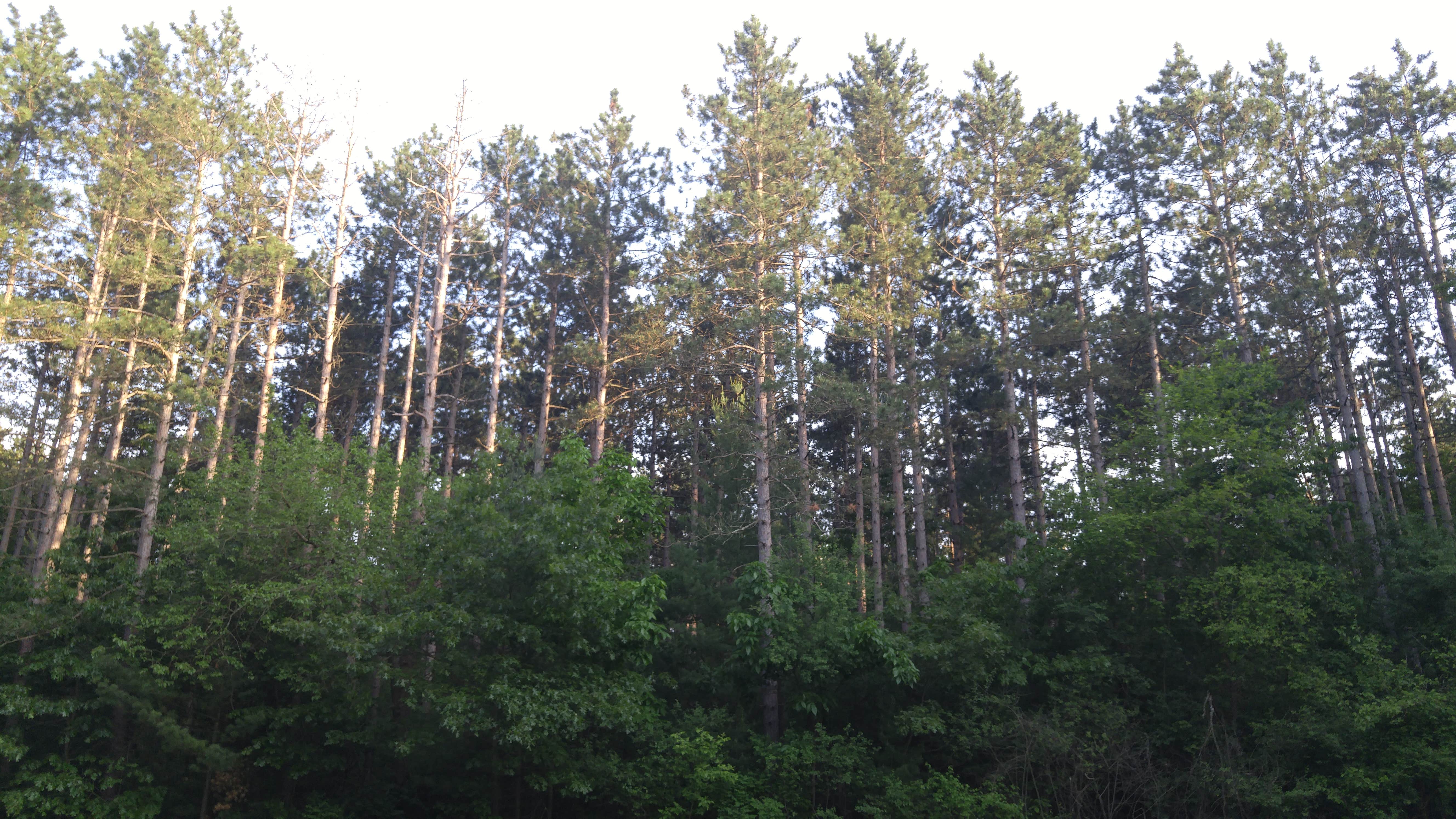 Camper-submitted photo at Pinewoods Campground — Kettle Moraine State Forest-Southern Unit near Waupun, WI