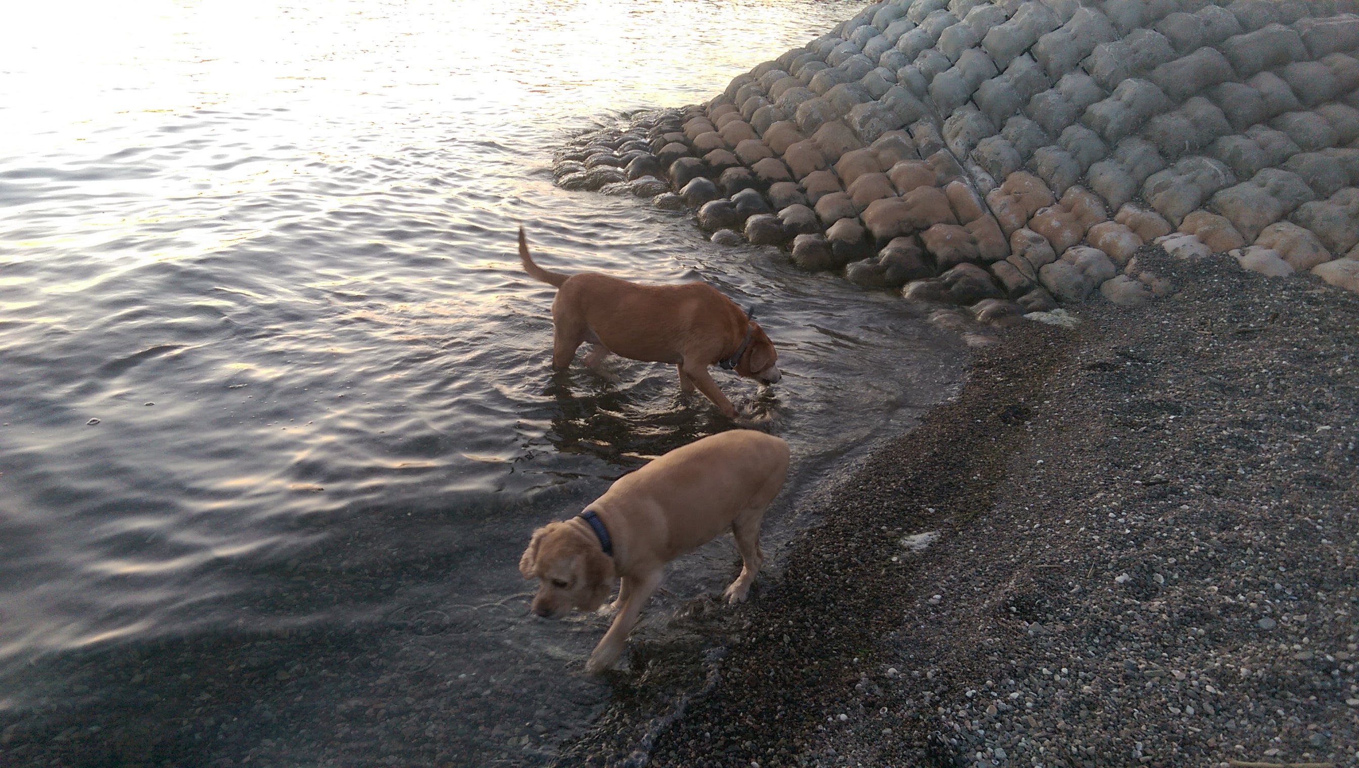 Dog beach