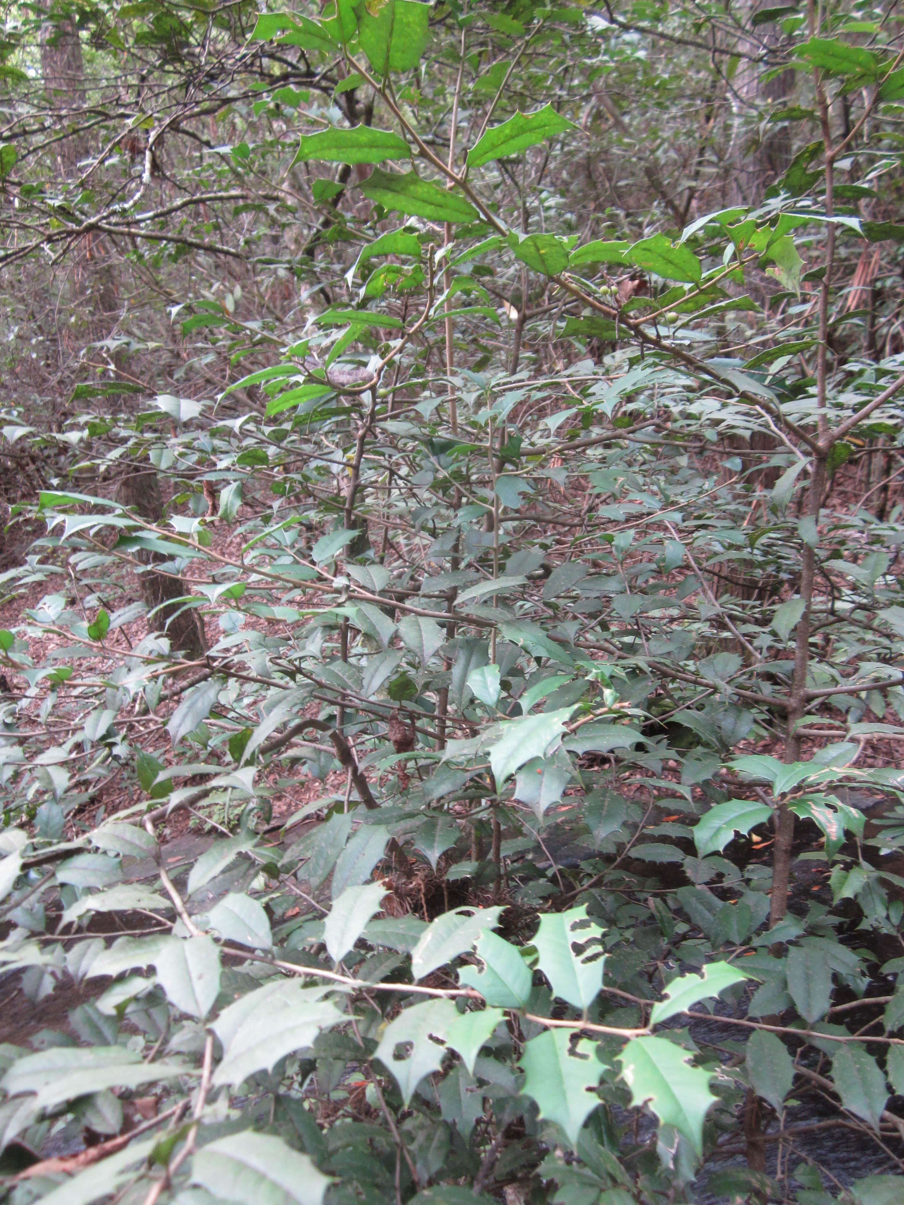 Camper-submitted photo at Table Rock State Park Campground in South Carolina