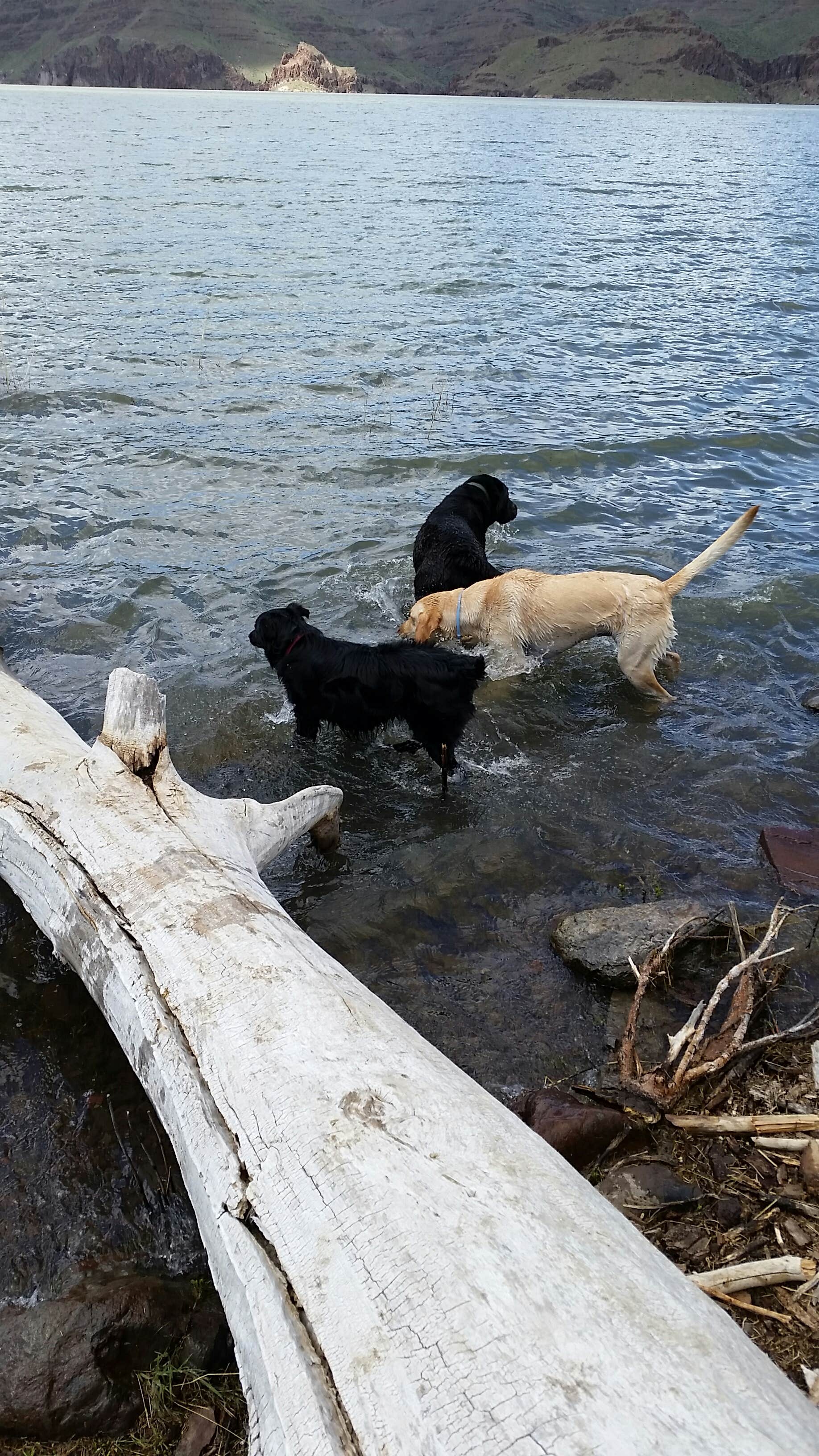 Stephanie L.'s photo of camping with pets at Indian Creek Campground — Lake Owyhee State Park near Murphy, ID
