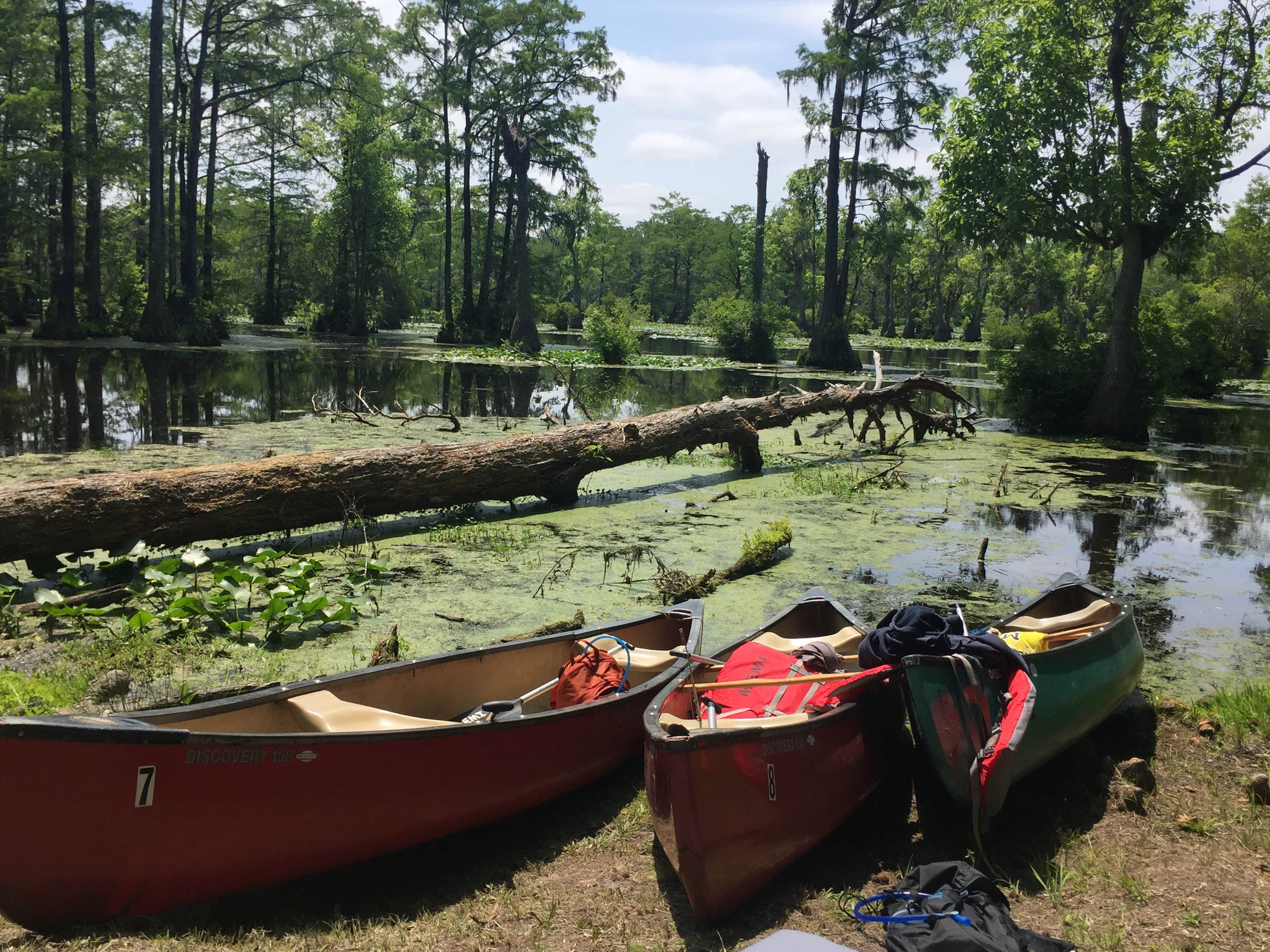 Camper-submitted photo at Merchants Millpond Canoe-In Campground — Merchants Millpond State Park near Gatesville, NC