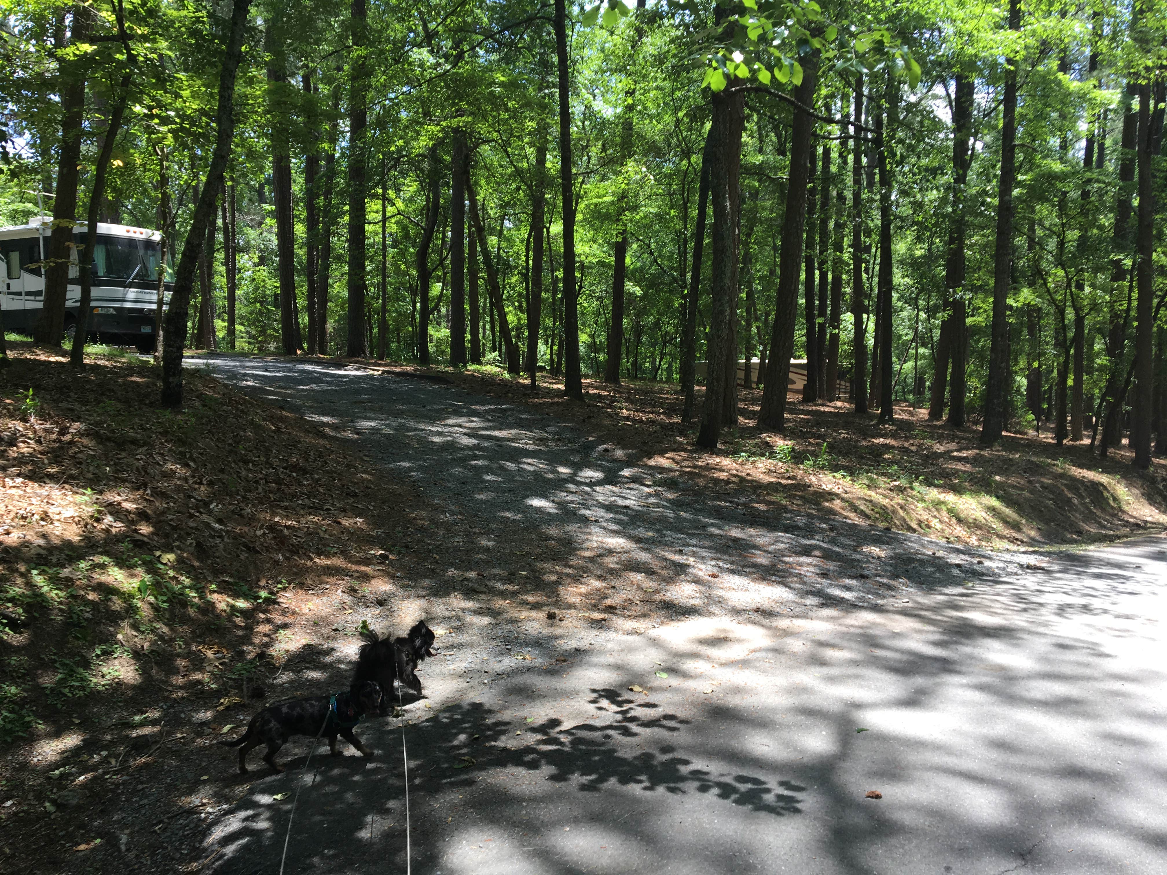 Camper submitted image from Red Top Mountain State Park Campground - 5