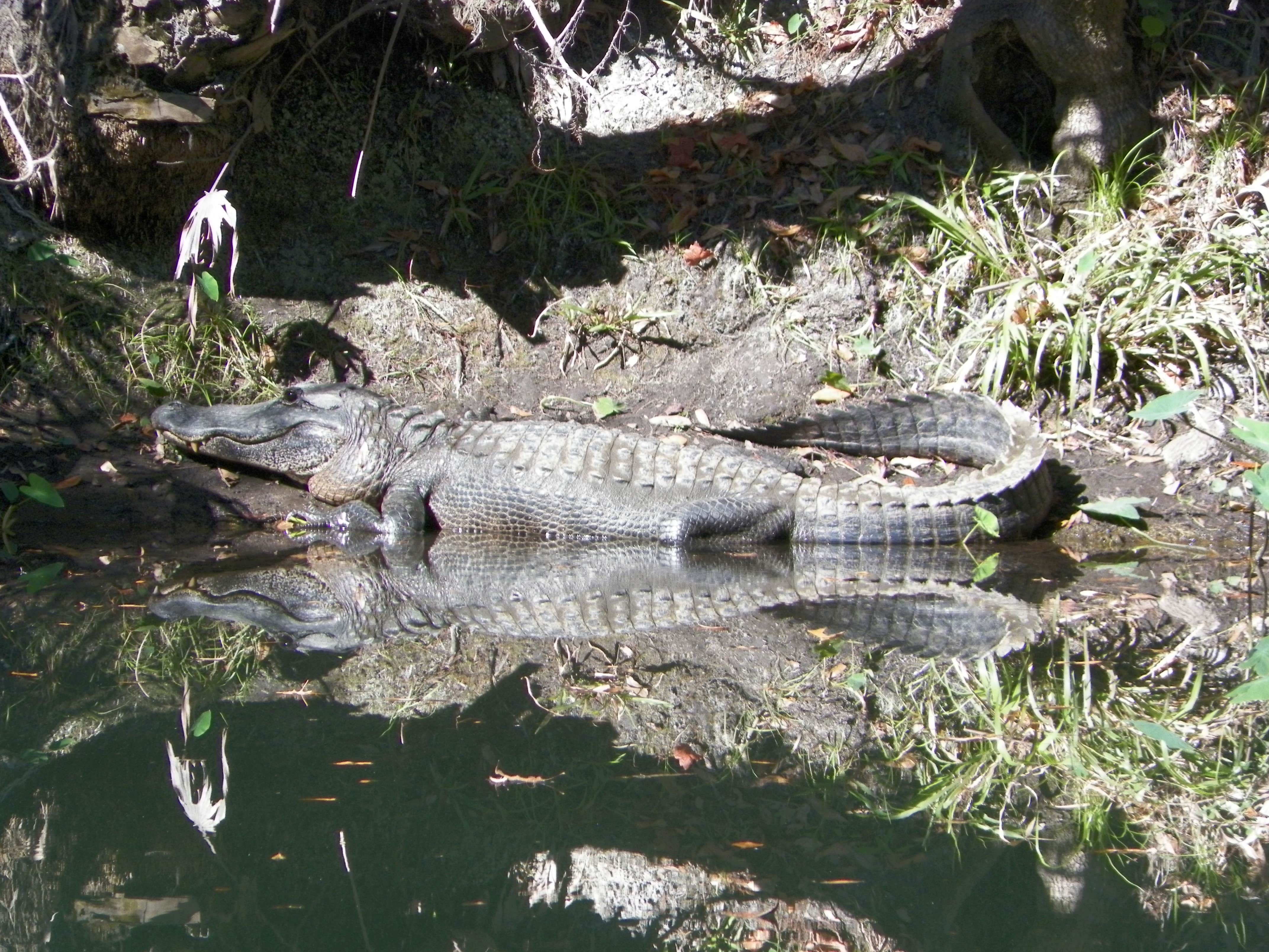 Camper submitted image from Dead River Wilderness Park - 5