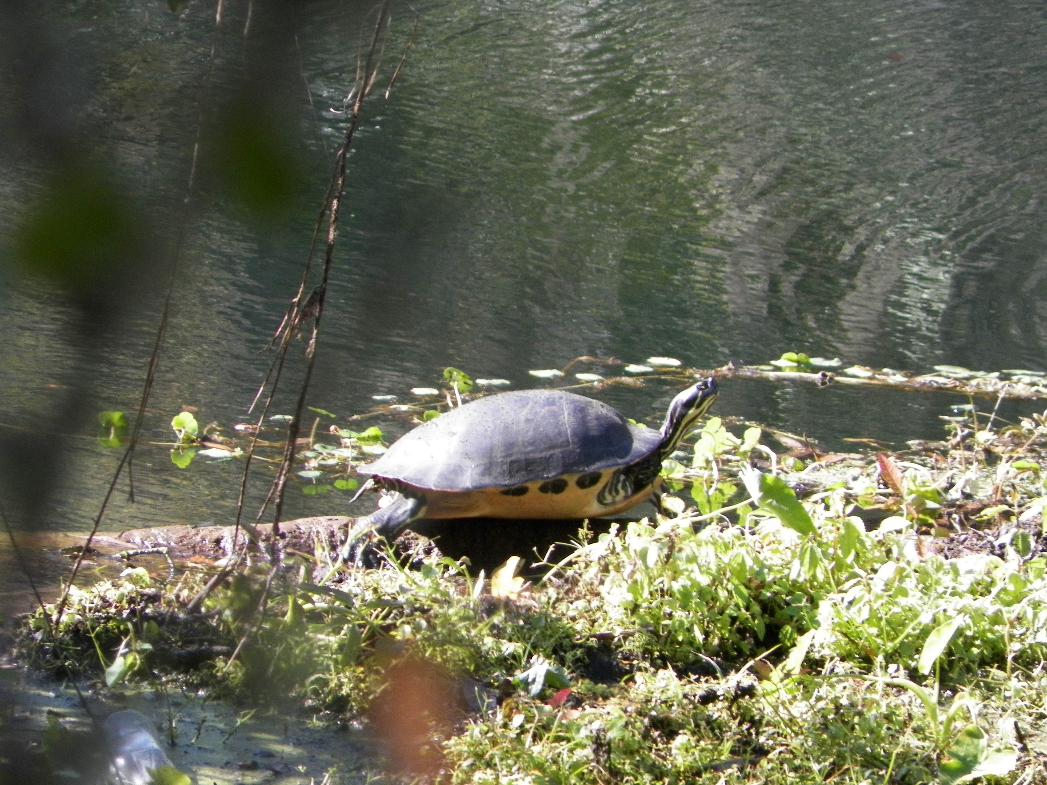 Camper submitted image from Dead River Wilderness Park - 4
