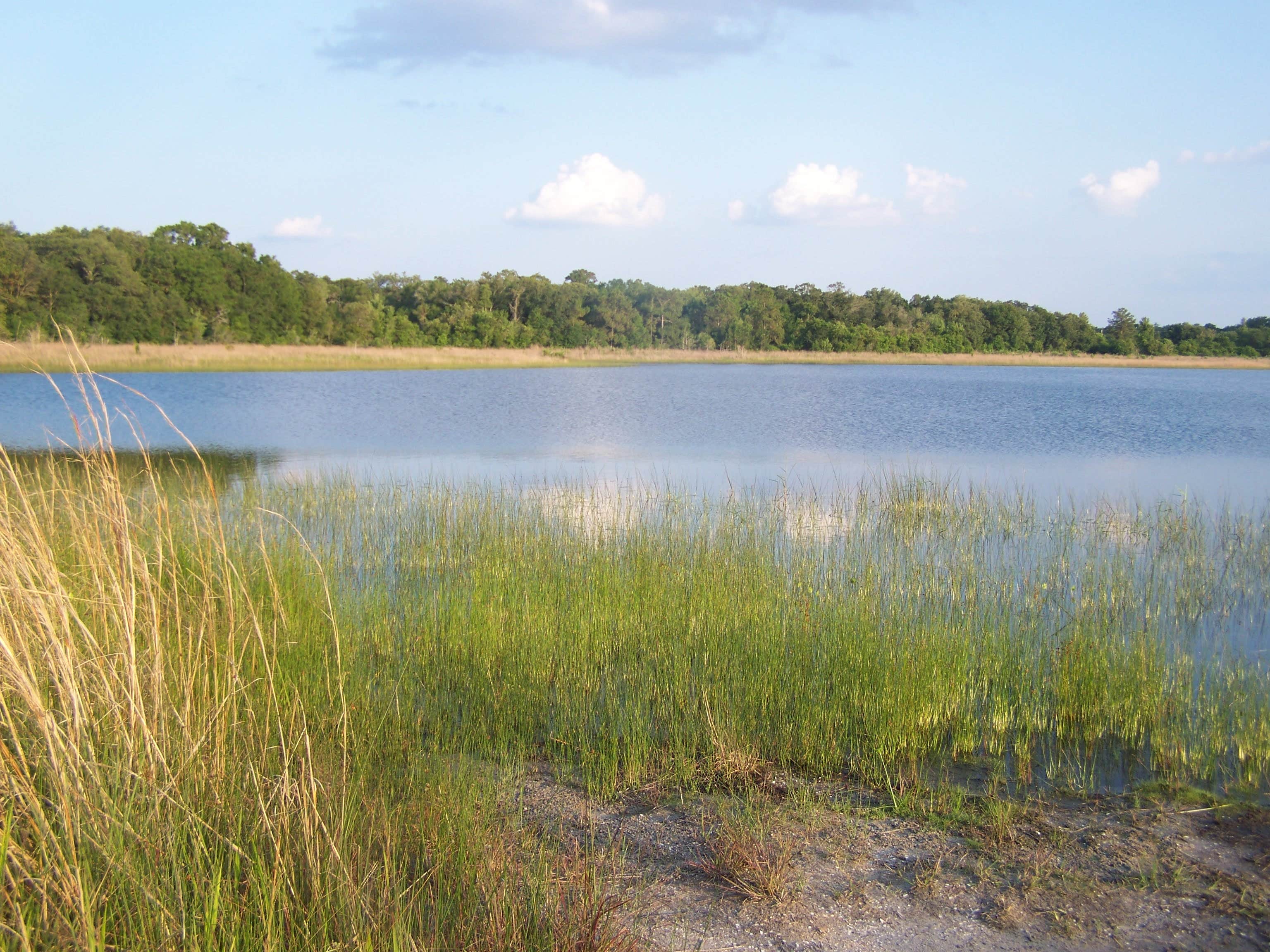 Camper-submitted photo at Lake Rogers Park near Riverview, FL