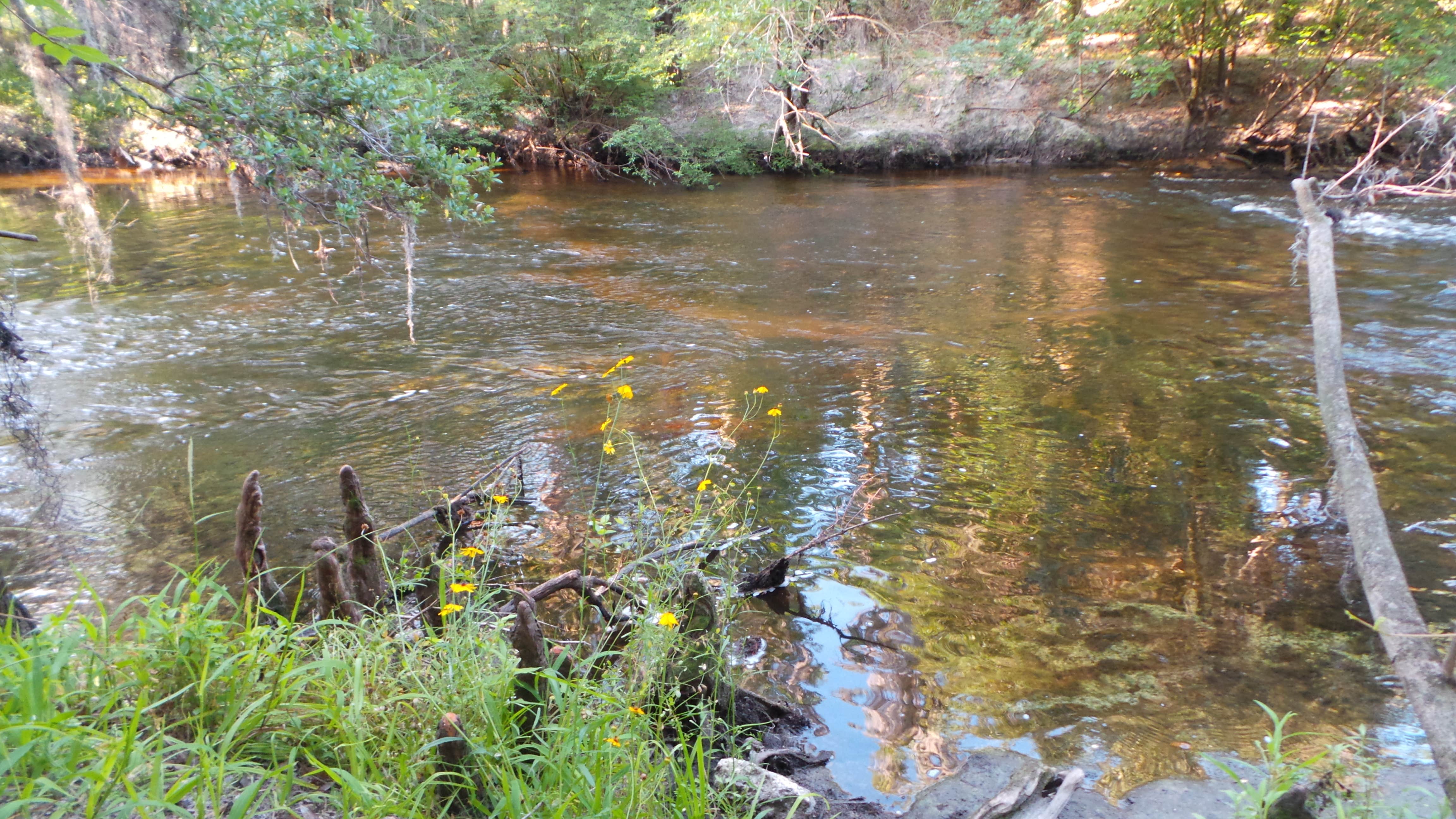 Camper submitted image from Alderman's Ford Conservation Park Primitive Campground - 3