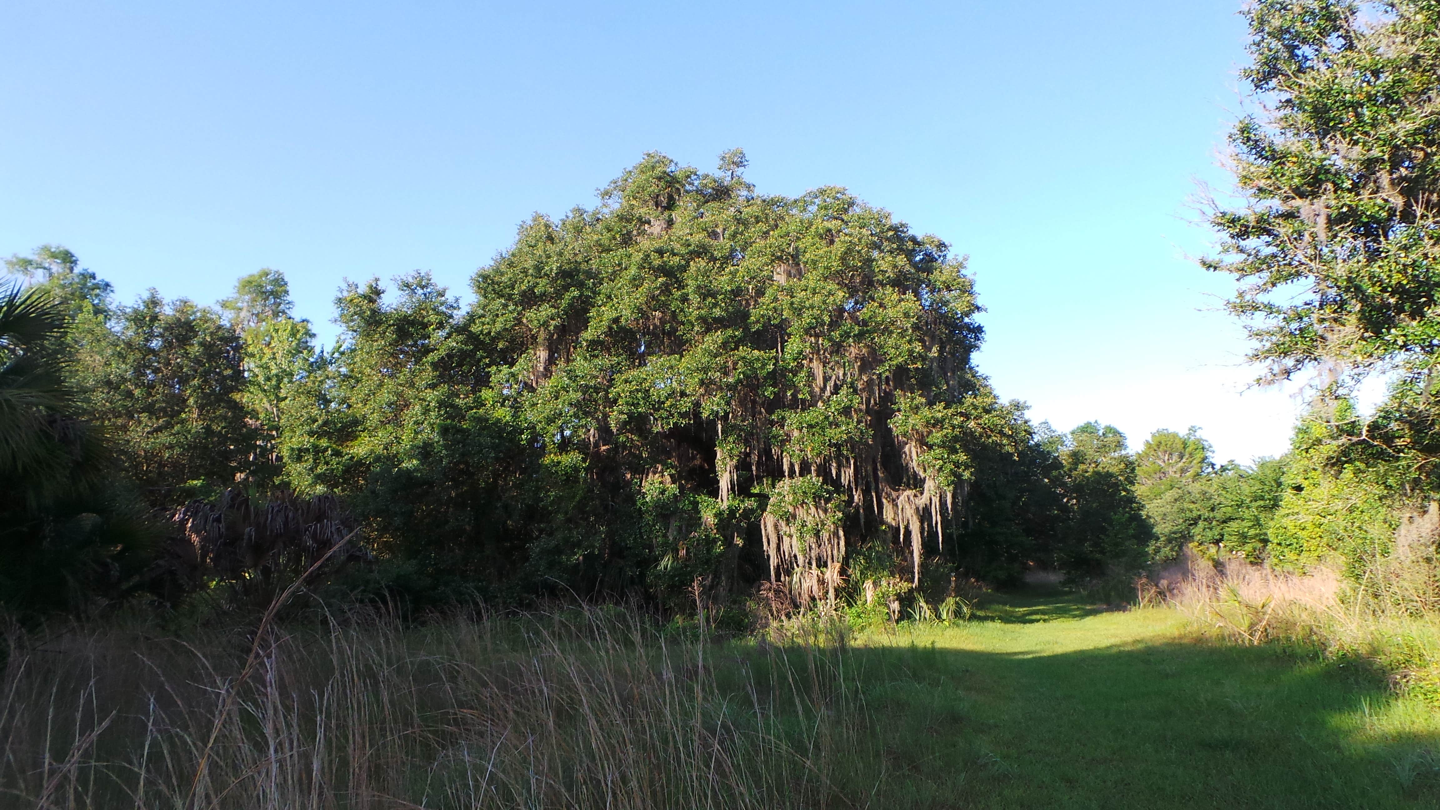 Camper-submitted photo at Alderman's Ford Conservation Park Primitive Campground near Plant City, FL
