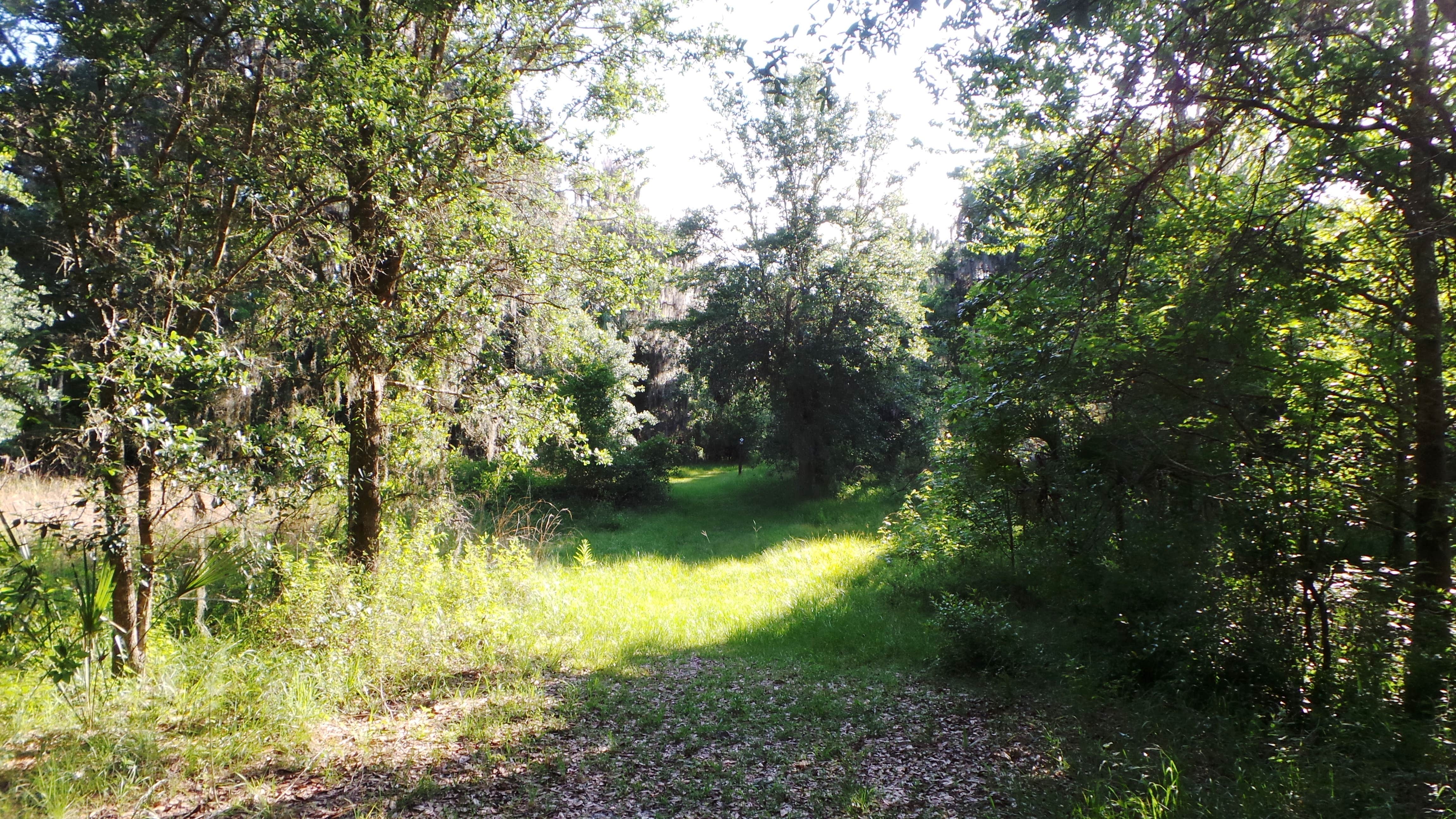 Camper submitted image from Alderman's Ford Conservation Park Primitive Campground - 5