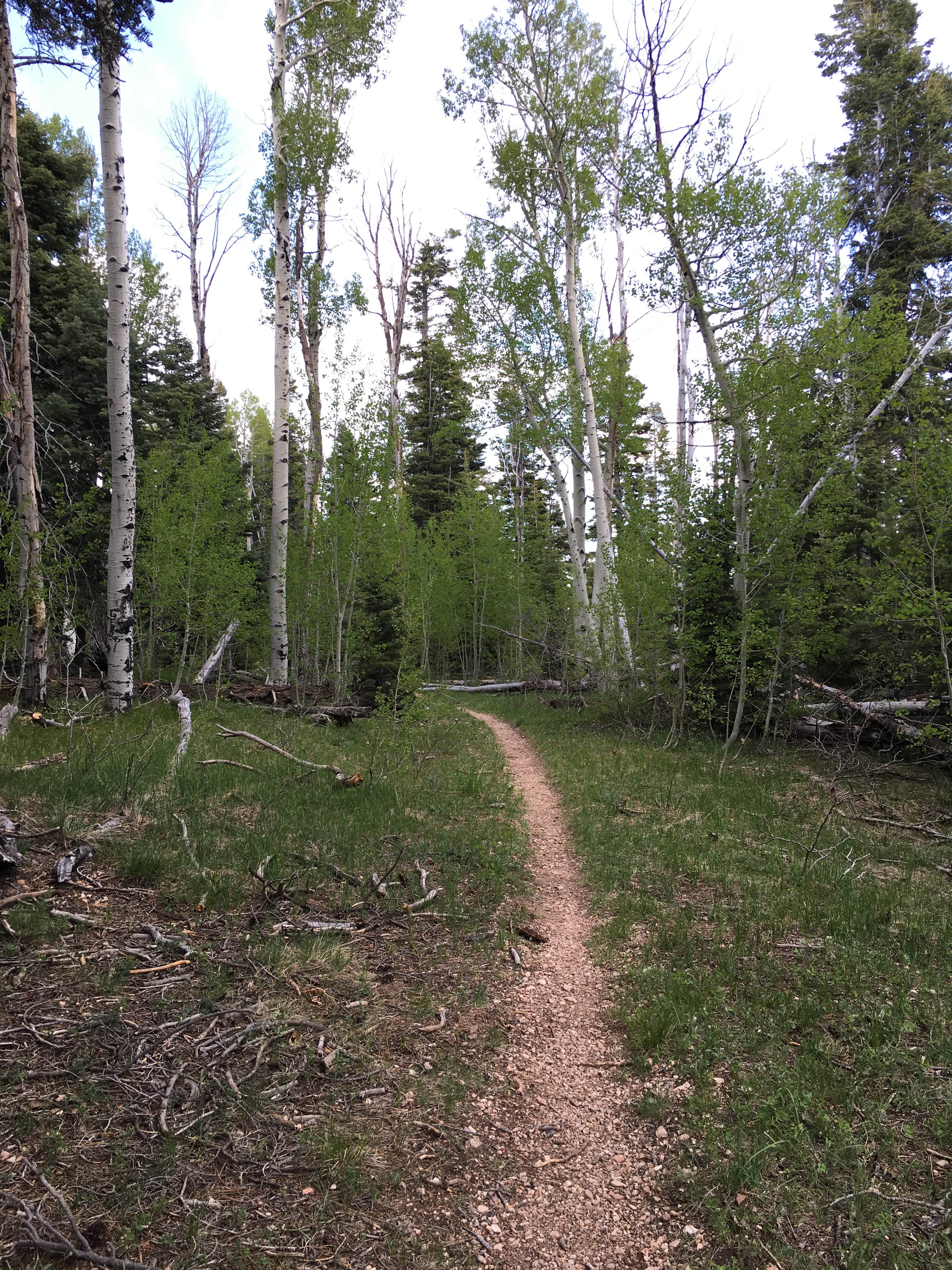 Camper submitted image from DeMotte National Forest Campground - 3