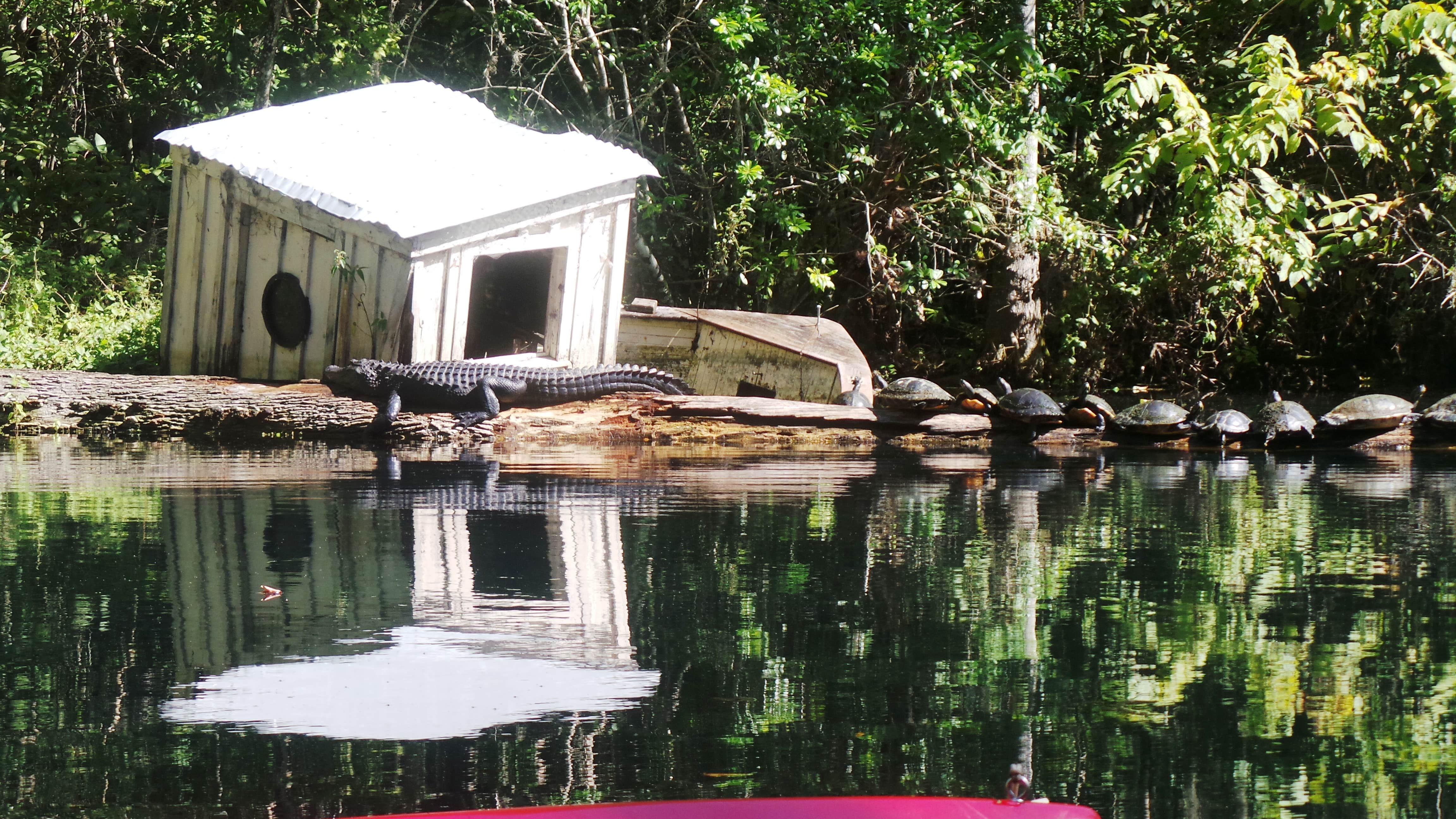 Jeanene A.'s photo of camping with pets at Silver Springs State Park Campground near Ocala National Forest