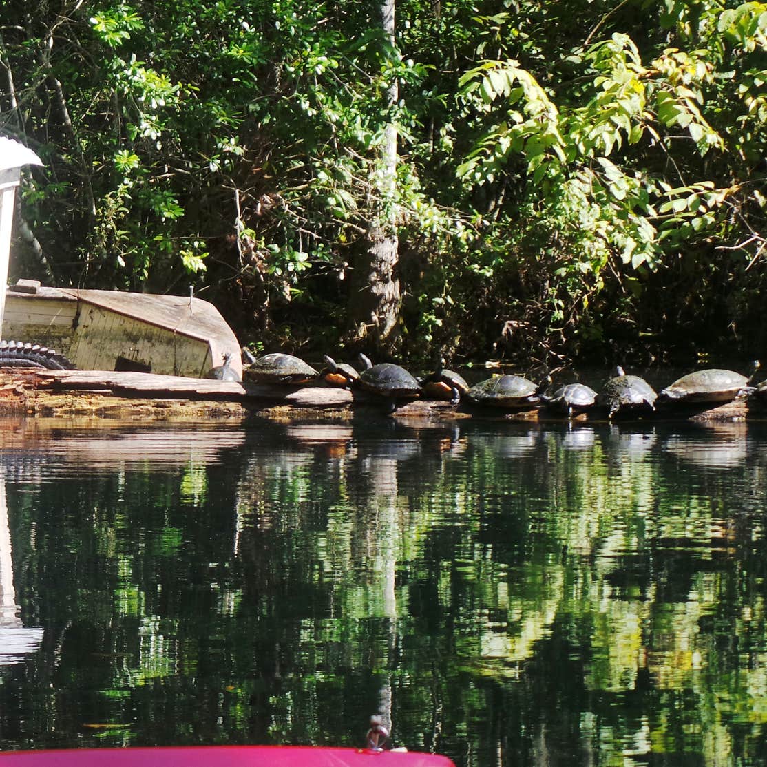 Silver Springs State Park Campground Camping | The Dyrt