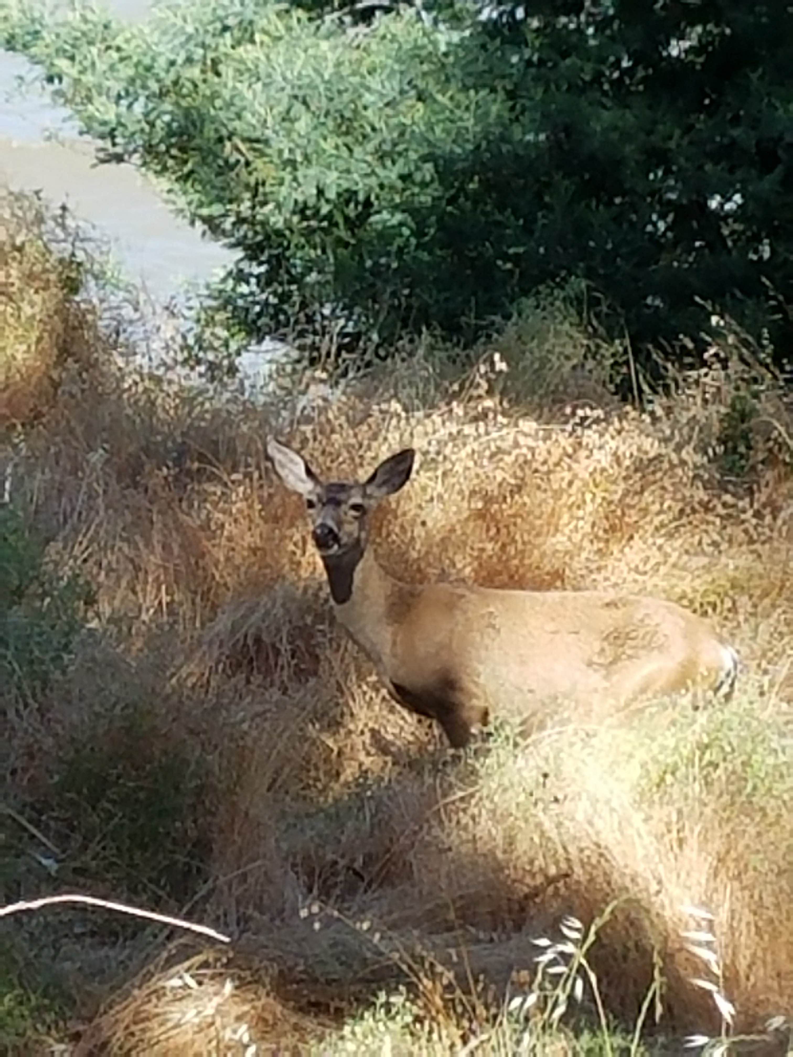 Camper-submitted photo at China Camp State Park Campground near Lake Elsinore, CA