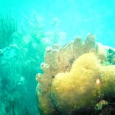 Review photo of John Pennekamp Coral Reef State Park Campground by DrDavid P., June 10, 2017