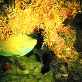 Review photo of John Pennekamp Coral Reef State Park Campground by DrDavid P., June 10, 2017